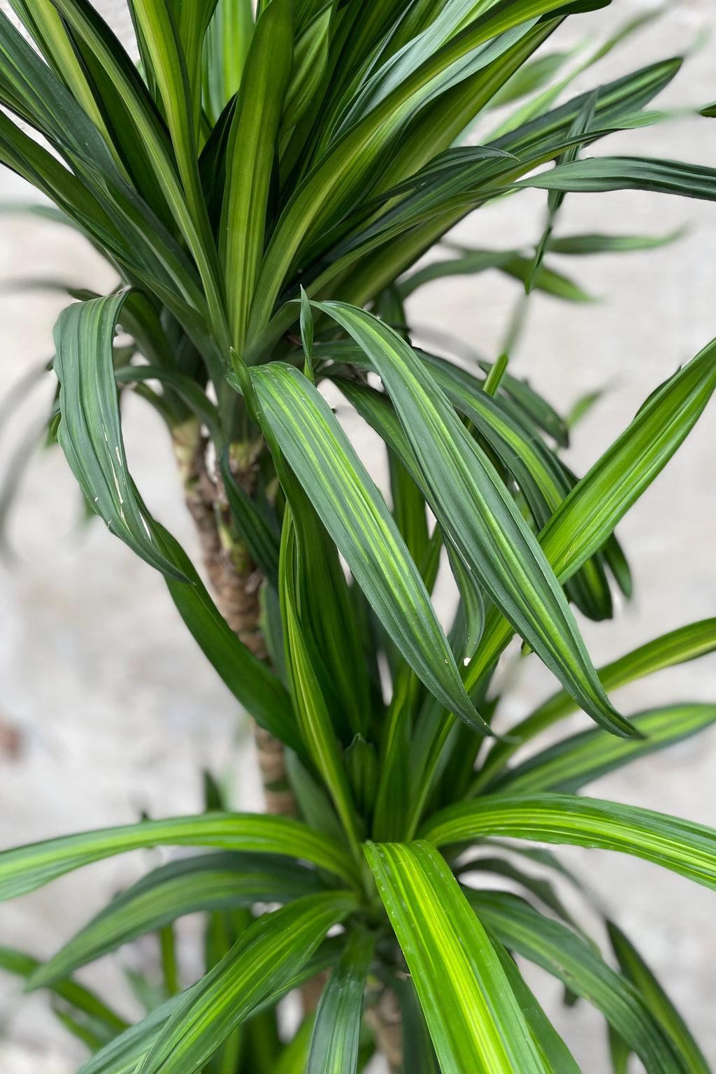 Dracaena Deremensis Rikki - View 6 from www redcrocus com