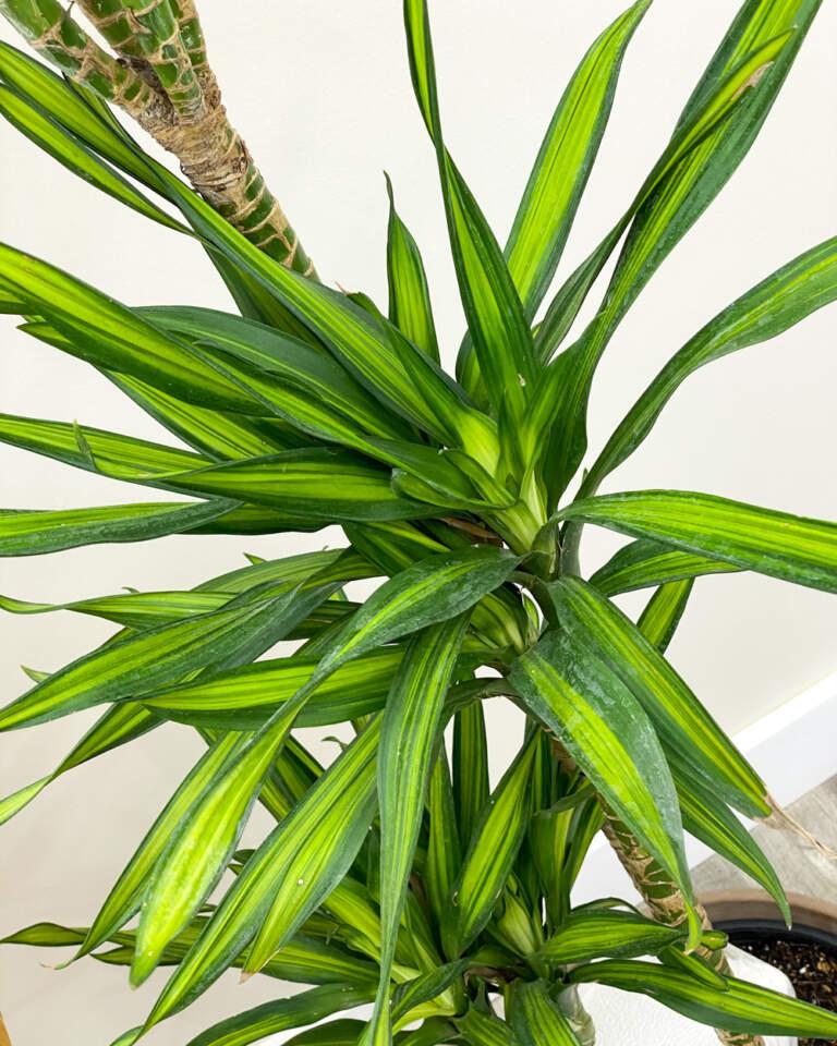Dracaena Deremensis Rikki - View 7 from www redcrocus com