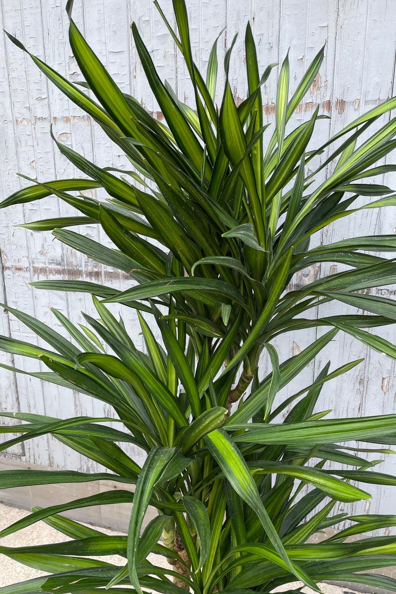 Dracaena Deremensis Rikki - View 8 from www redcrocus com