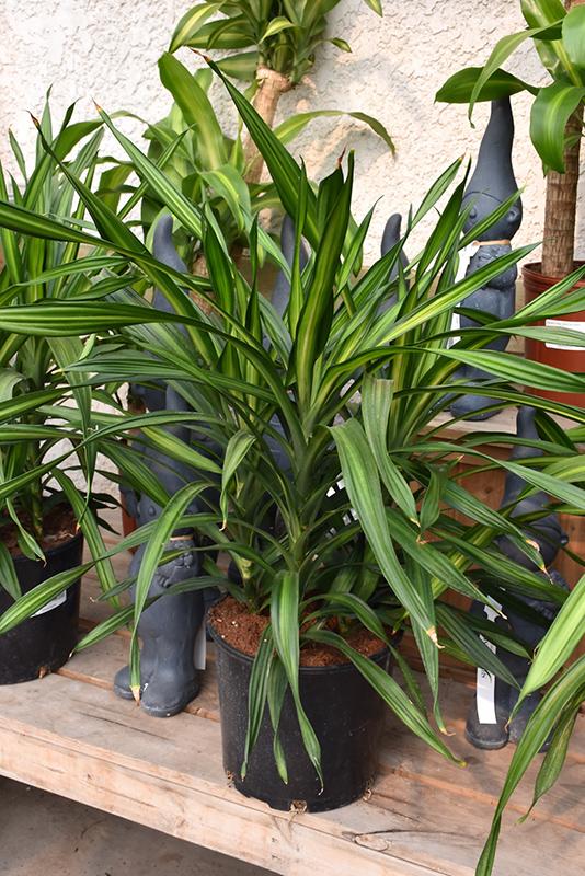Dracaena Deremensis Rikki - View 9 from www redcrocus com