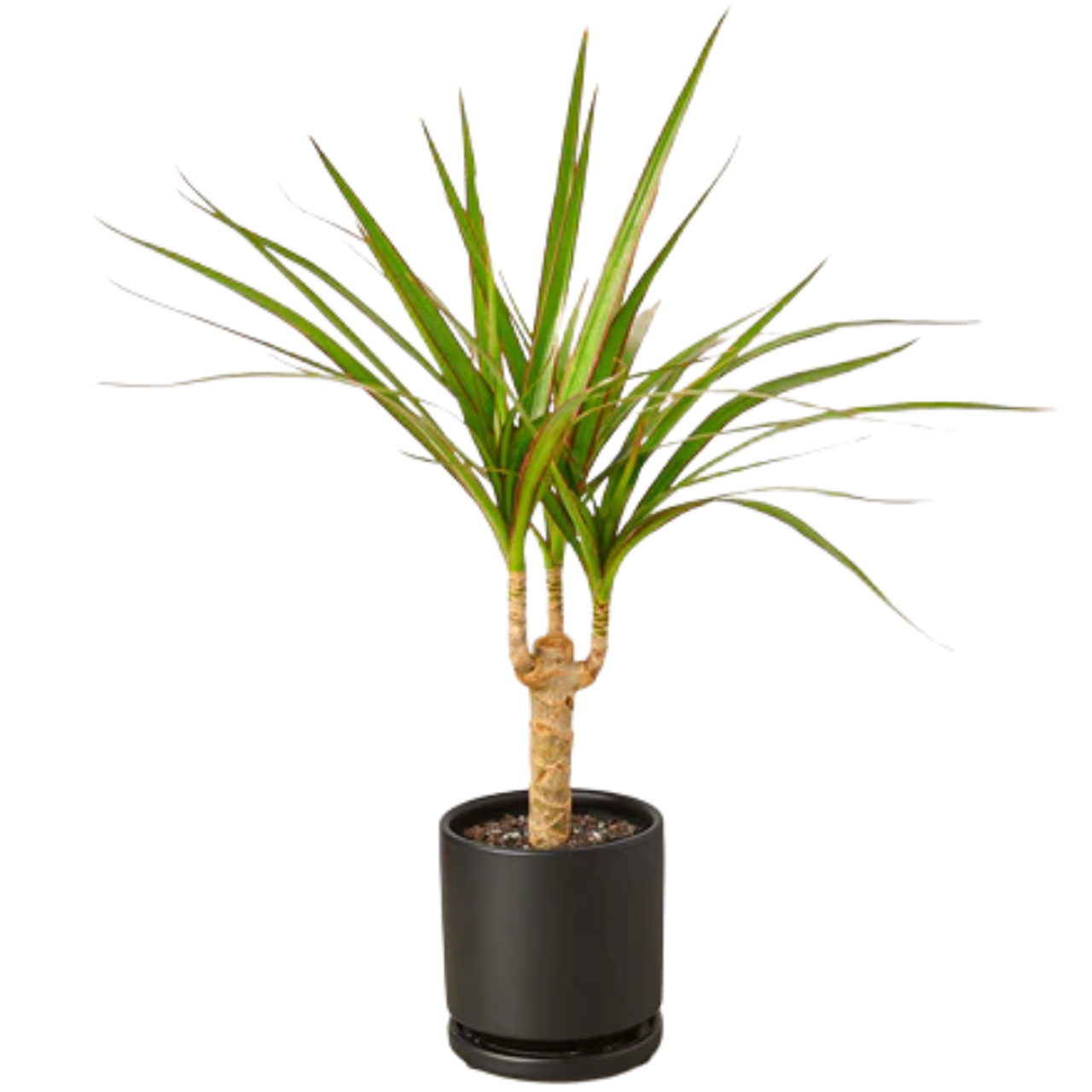 Dracaena Marginata Tarzan Cane - View 10 from www redcrocus com