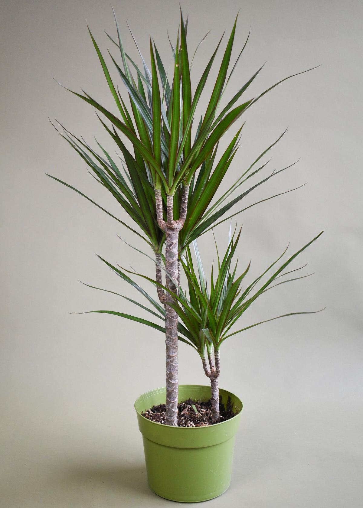 Dracaena Marginata Tarzan Cane - View 11 from www redcrocus com