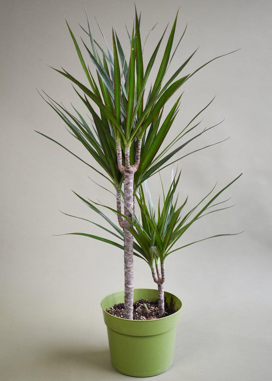 Dracaena Marginata Tarzan Cane - View 11 from www redcrocus com
