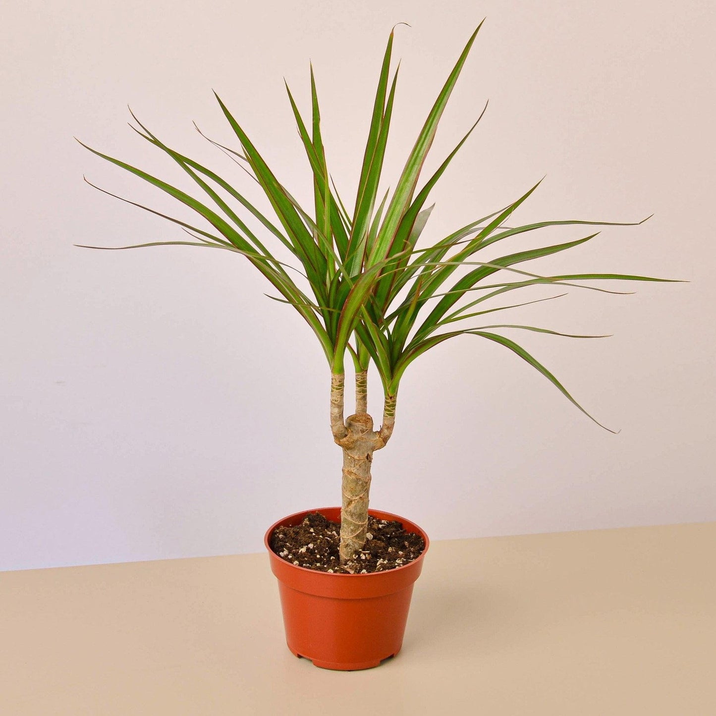 Dracaena Marginata Tarzan Cane - View 12 from www redcrocus com