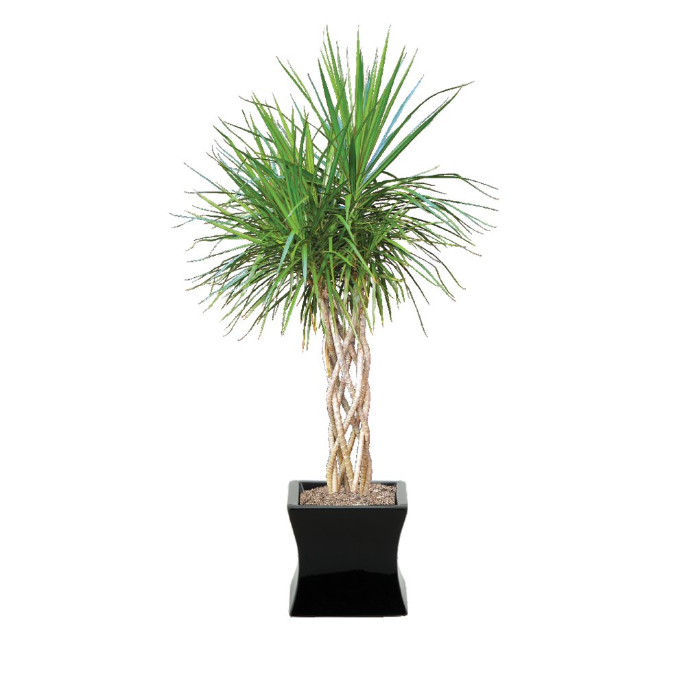 Dracaena Marginata Tarzan Cane - View 12 from www redcrocus com