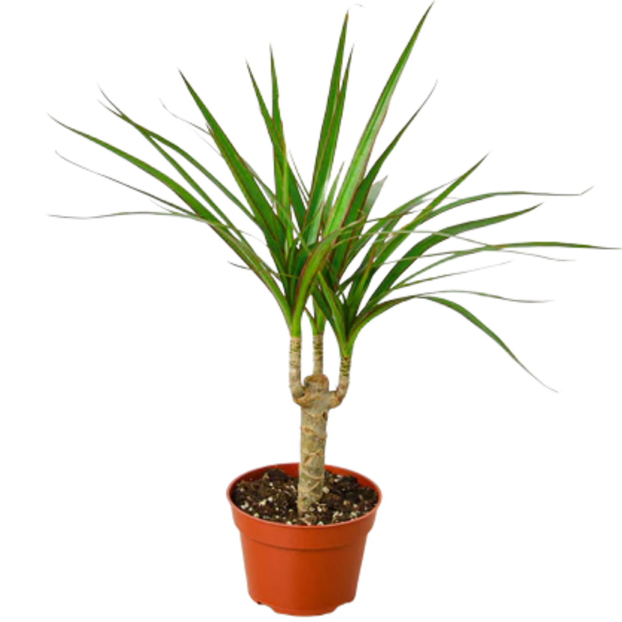 Dracaena Marginata Tarzan Cane - View 13 from www redcrocus com
