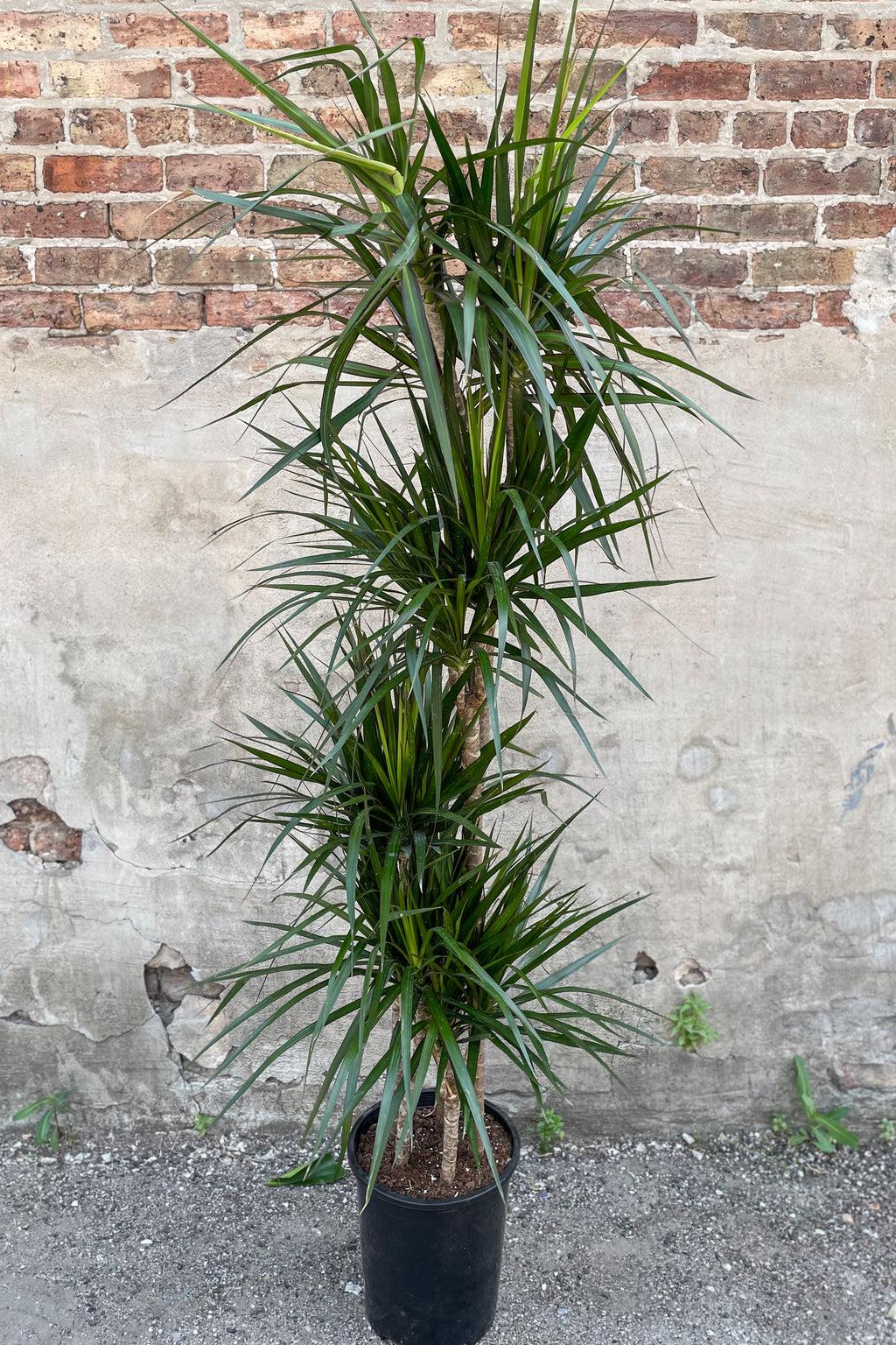 Dracaena Marginata Tarzan Cane - View 13 from www redcrocus com