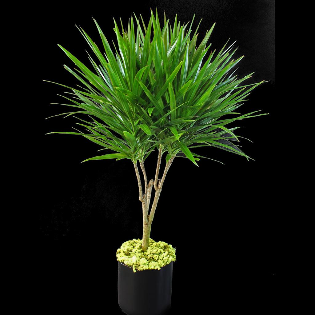 Dracaena Marginata Tarzan Cane - View 14 from www redcrocus com