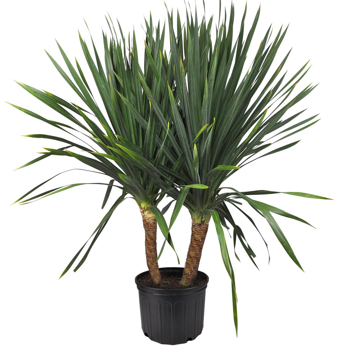 Dracaena Marginata Tarzan Cane - View 15 from www redcrocus com
