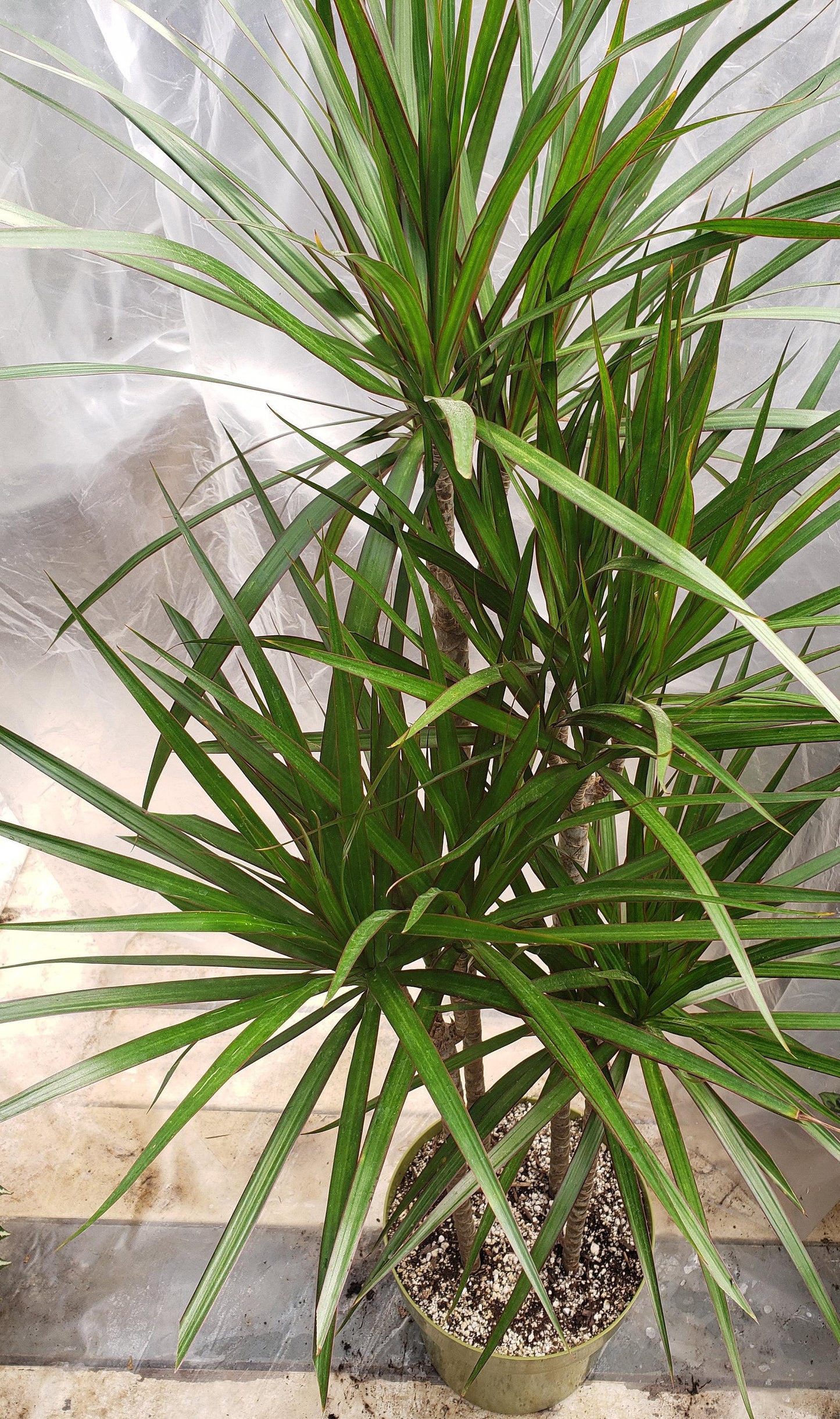 Dracaena Marginata Tarzan Cane - View 17 from www redcrocus com