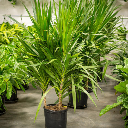 Dracaena Marginata Tarzan Cane - View 1 from www redcrocus com