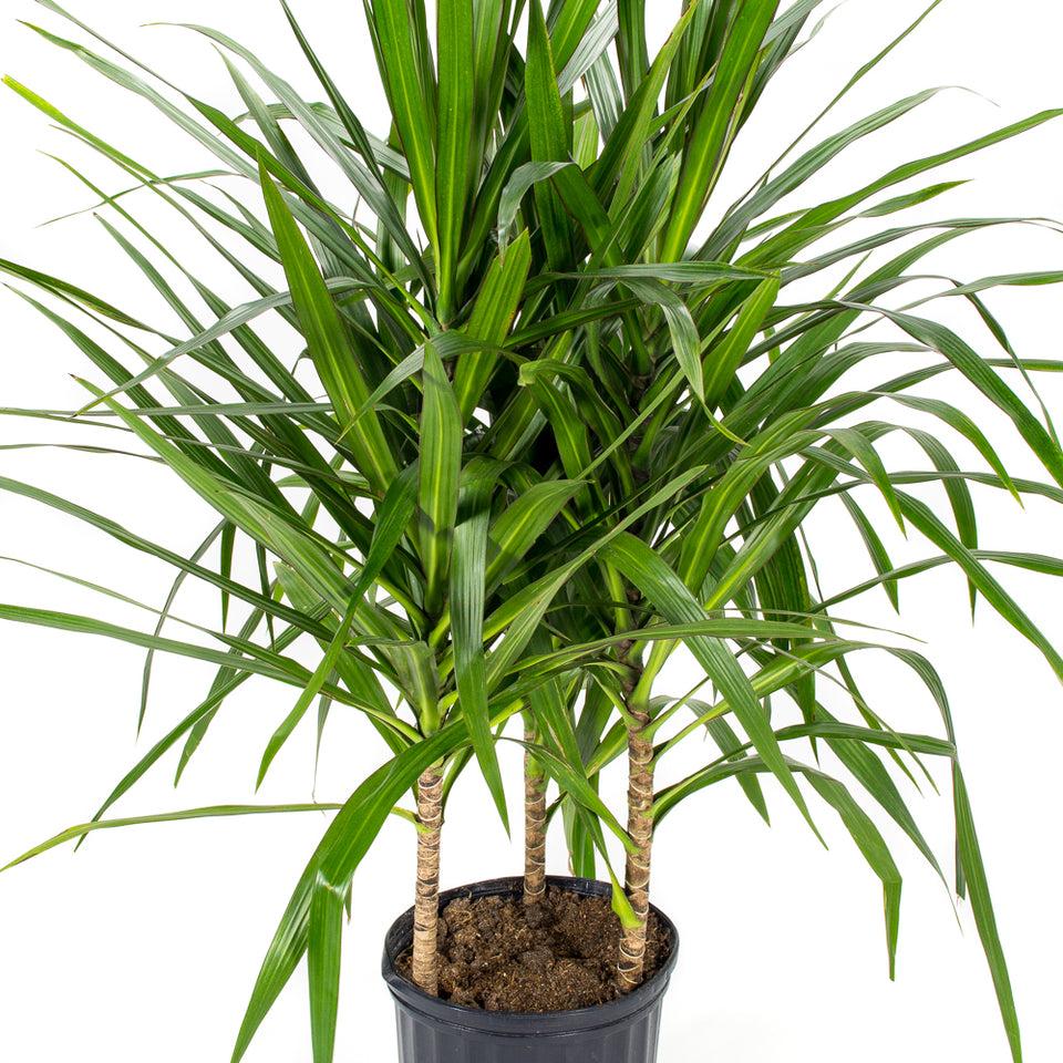 Dracaena Marginata Tarzan Cane - View 3 from www redcrocus com