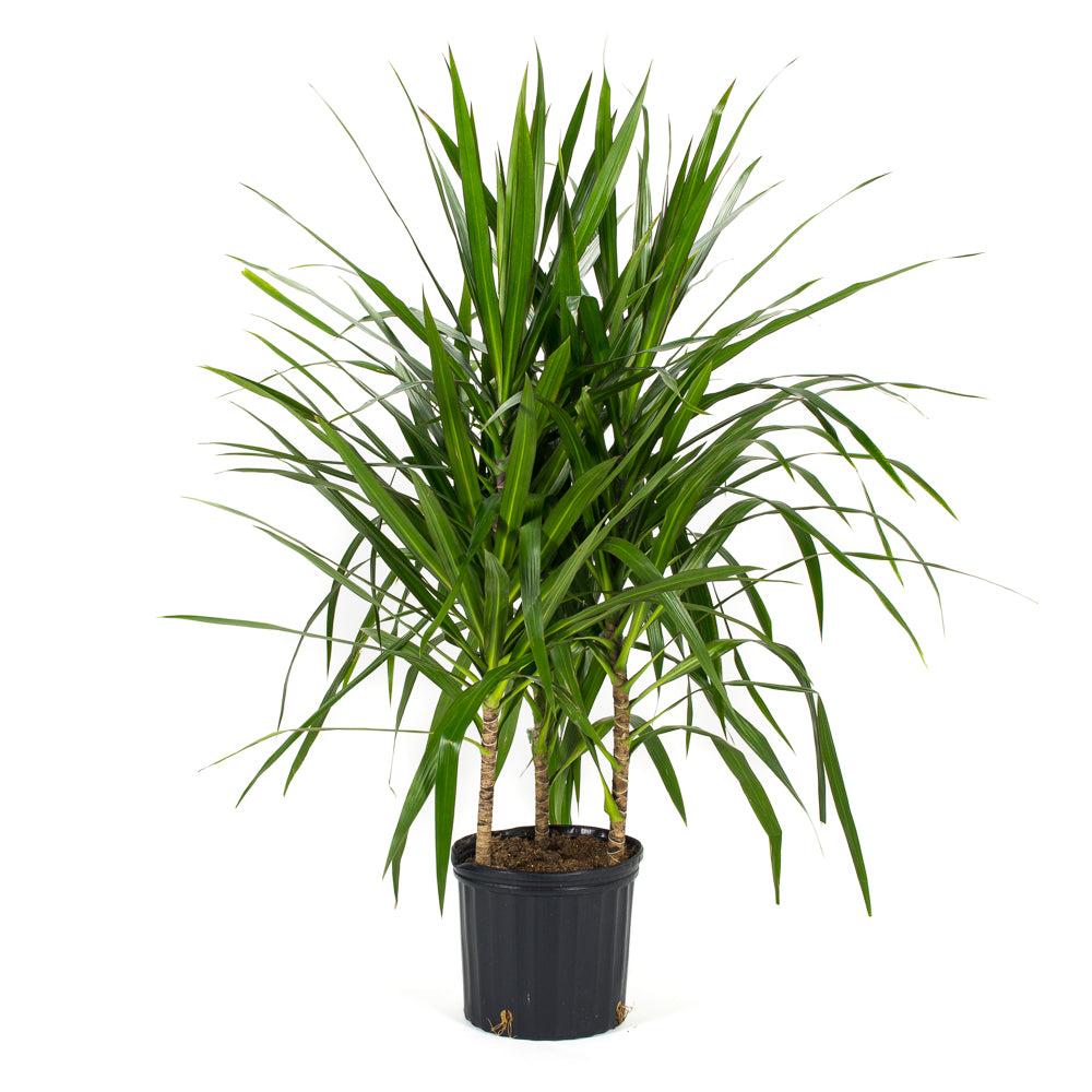 Dracaena Marginata Tarzan Cane - View 5 from www redcrocus com