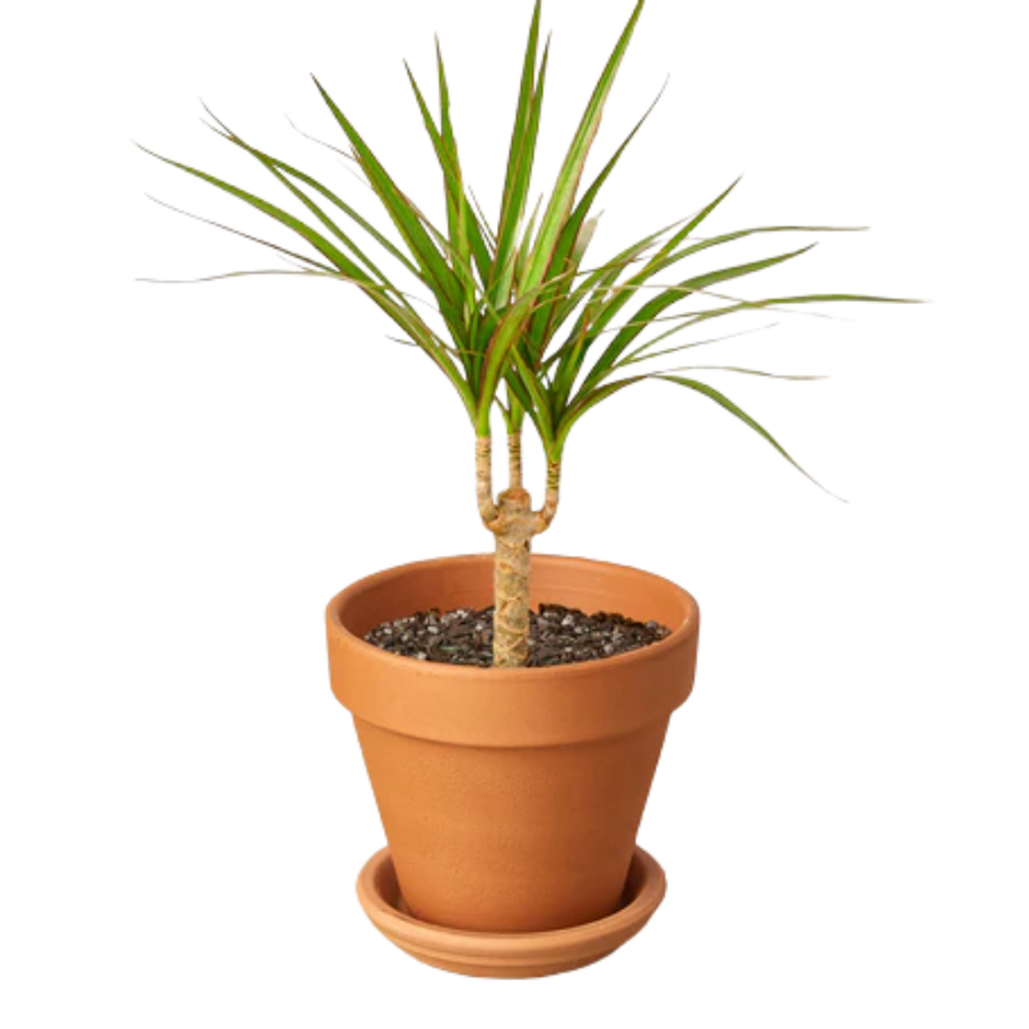 Dracaena Marginata Tarzan Cane - View 7 from www redcrocus com