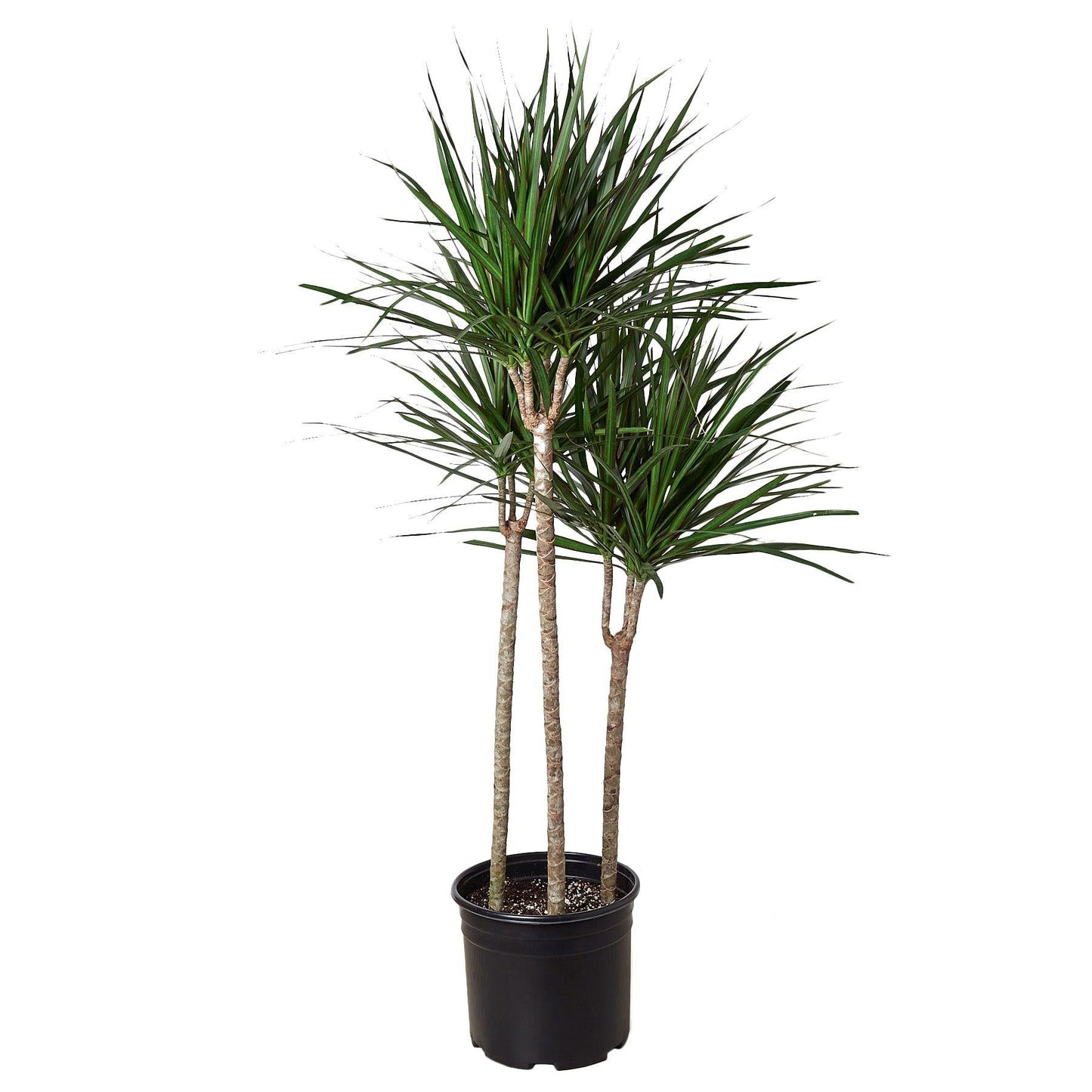 Dracaena Marginata Tarzan Cane - View 8 from www redcrocus com