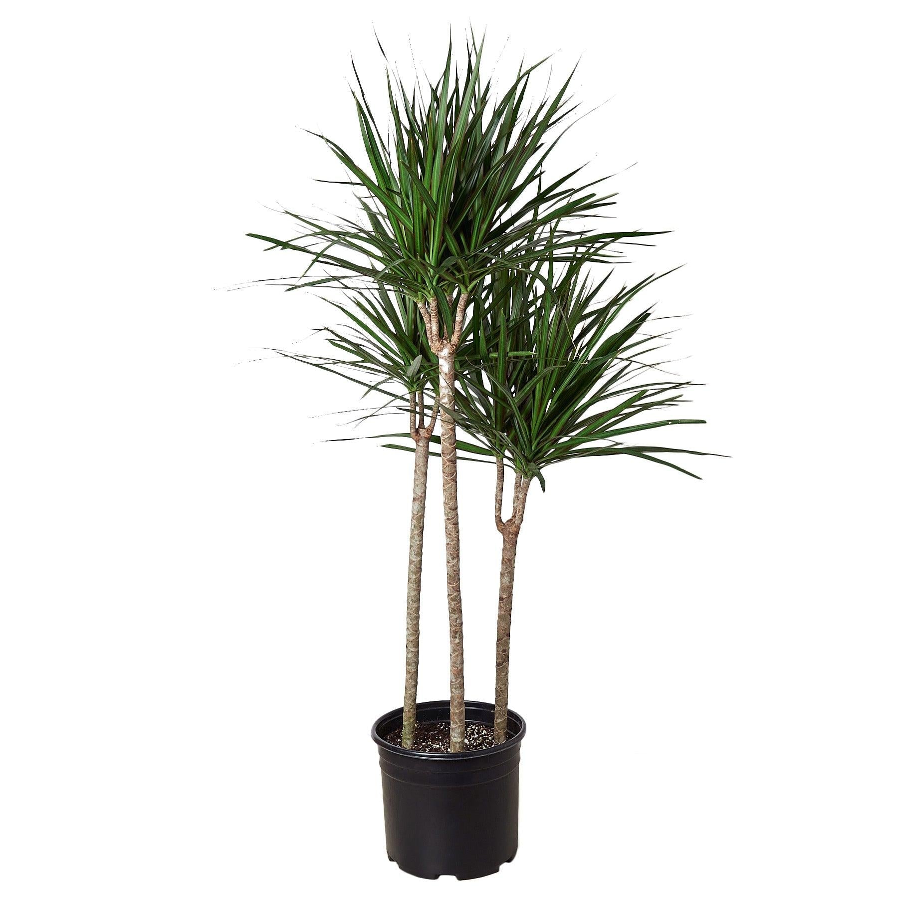 Dracaena Marginata Tarzan Cane - View 8 from www redcrocus com