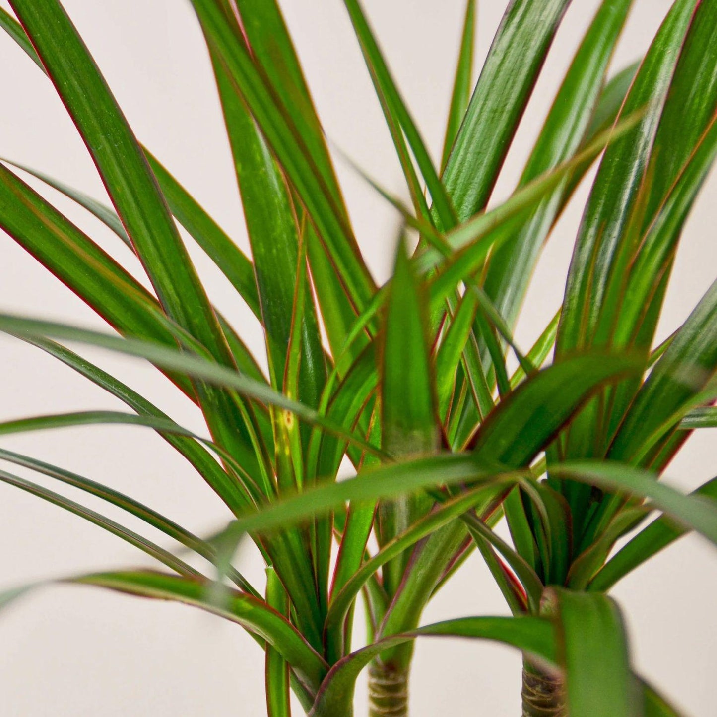 Dracaena Marginata Tarzan Cane - View 9 from www redcrocus com