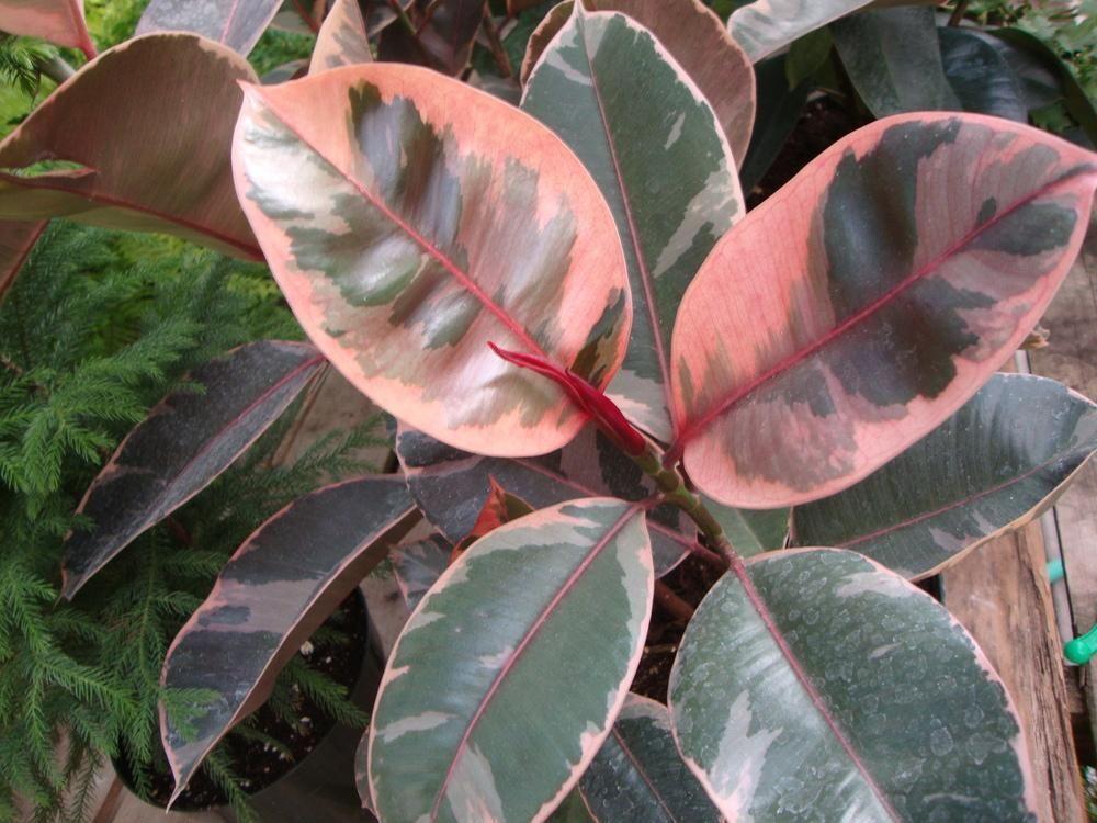 Ficus Elastica Ruby - View 11 from www redcrocus com