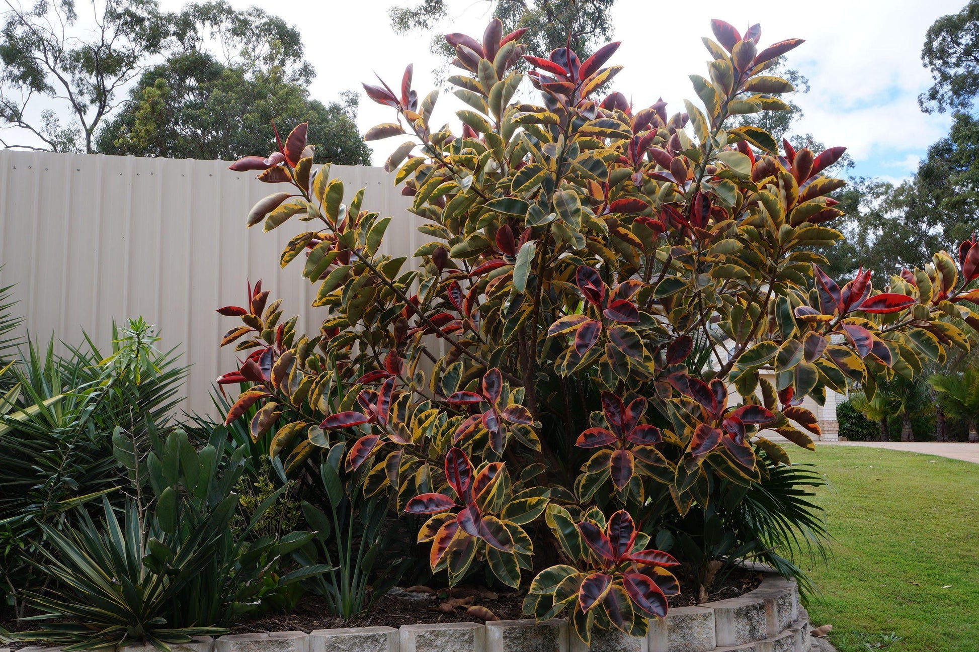 Ficus Elastica Ruby - View 12 from www redcrocus com