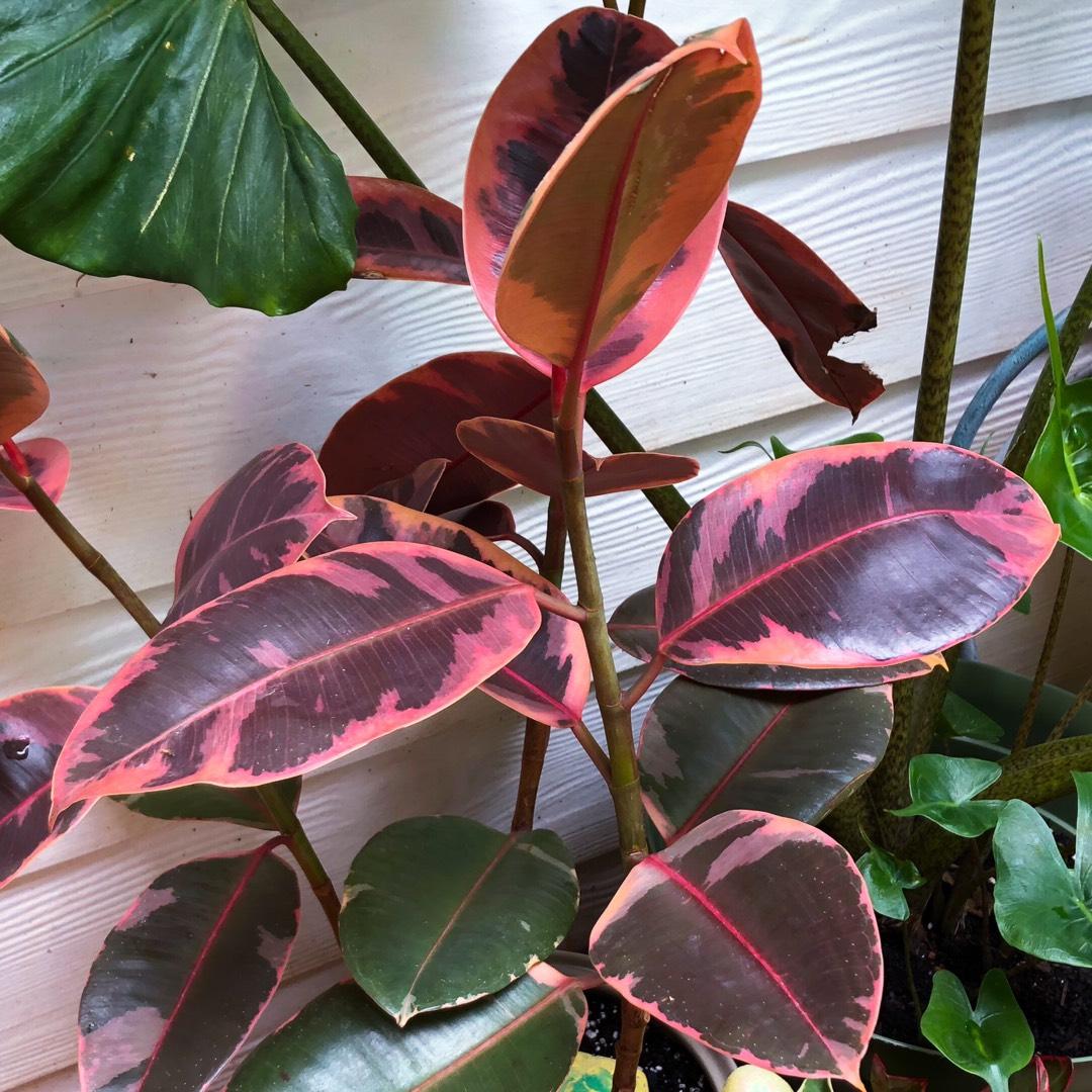 Ficus Elastica Ruby - View 13 from www redcrocus com