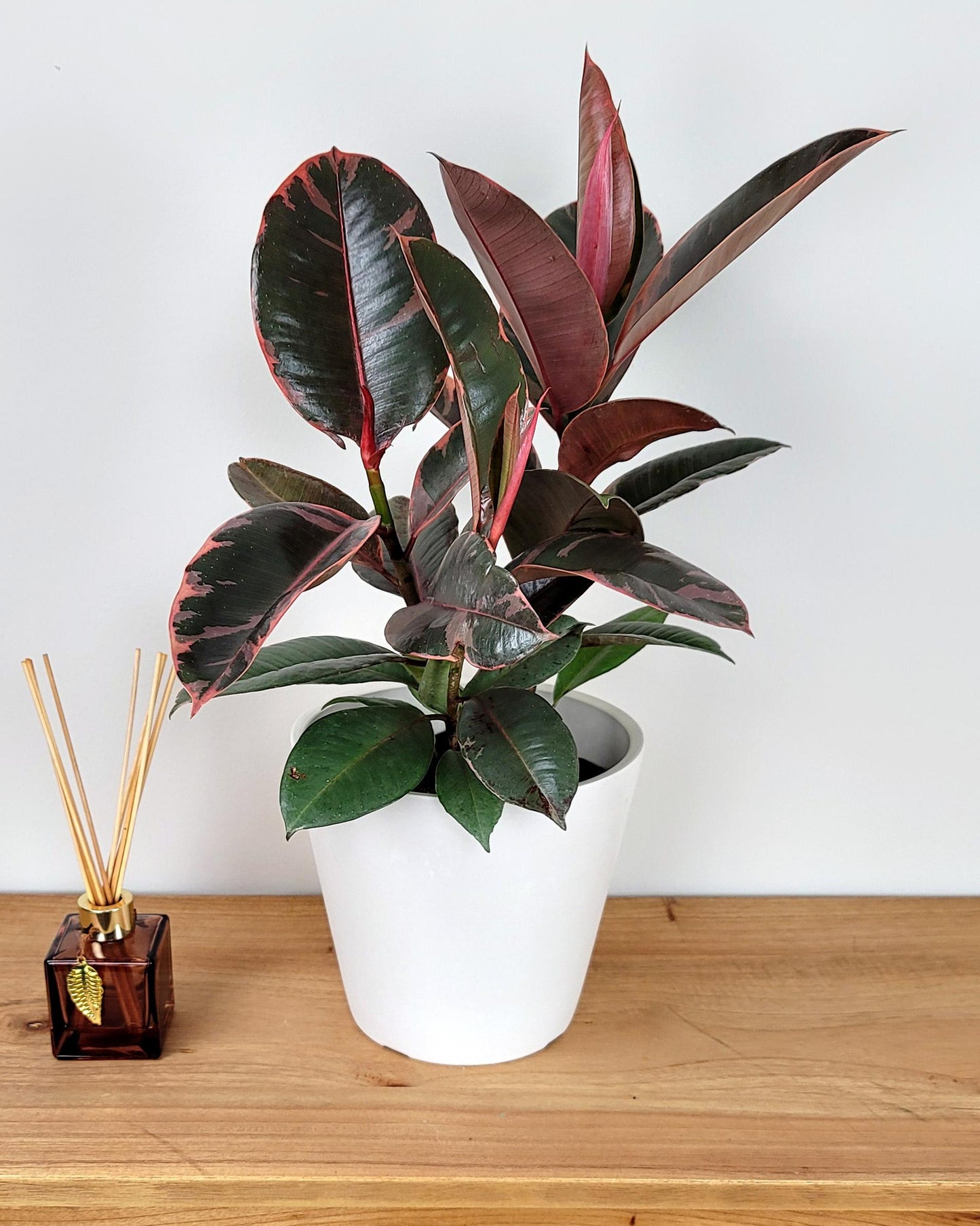 Ficus Elastica Ruby - View 15 from www redcrocus com