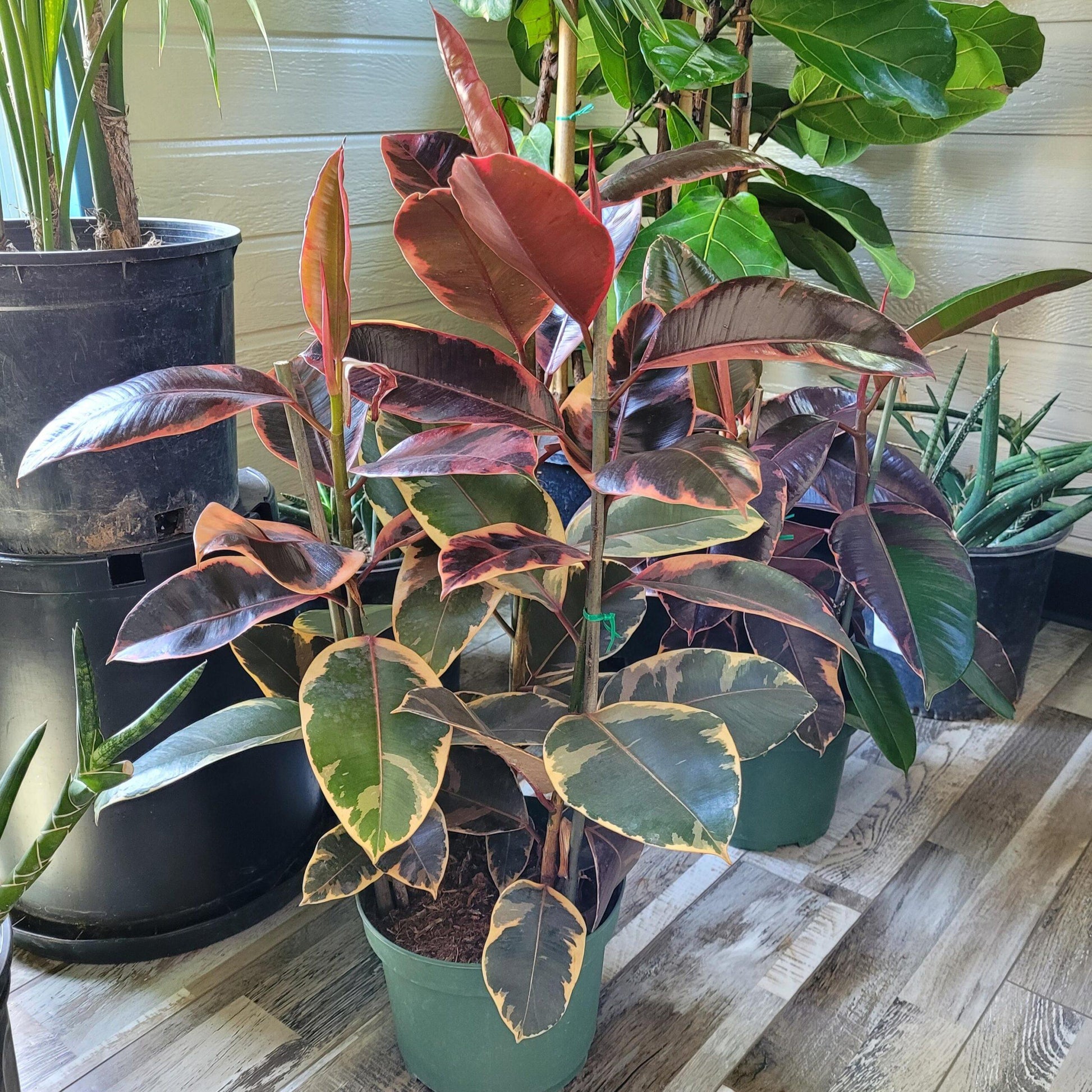 Ficus Elastica Ruby - View 17 from www redcrocus com