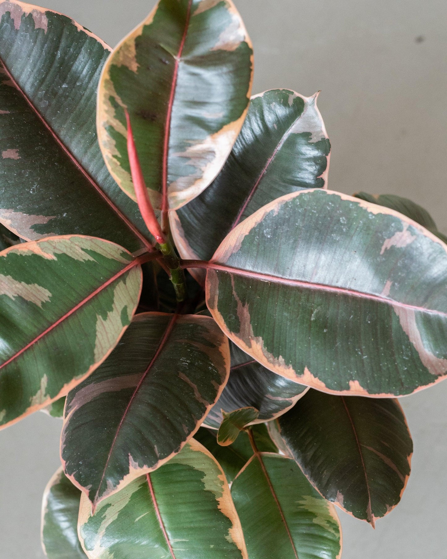 Ficus Elastica Ruby - View 19 from www redcrocus com