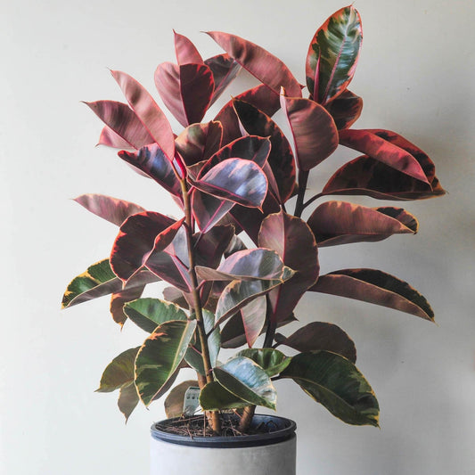 Ficus Elastica Ruby - View 1 from www redcrocus com
