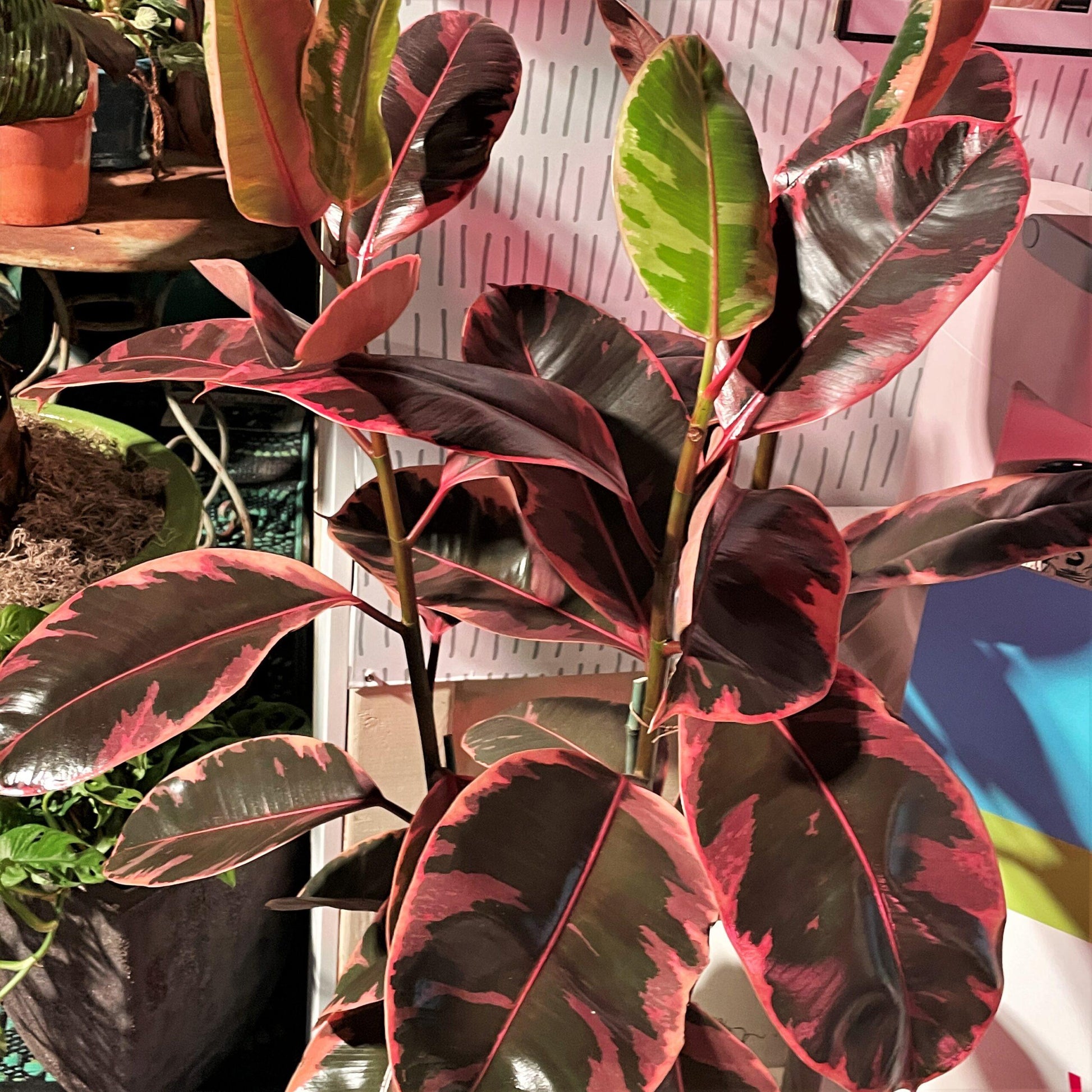 Ficus Elastica Ruby - View 20 from www redcrocus com