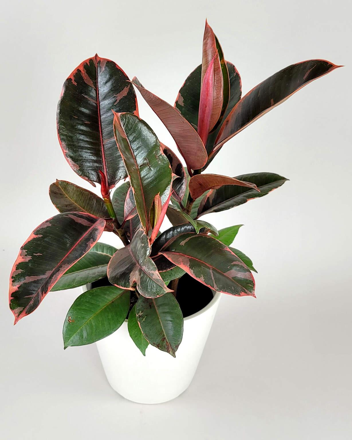 Ficus Elastica Ruby - View 3 from www redcrocus com