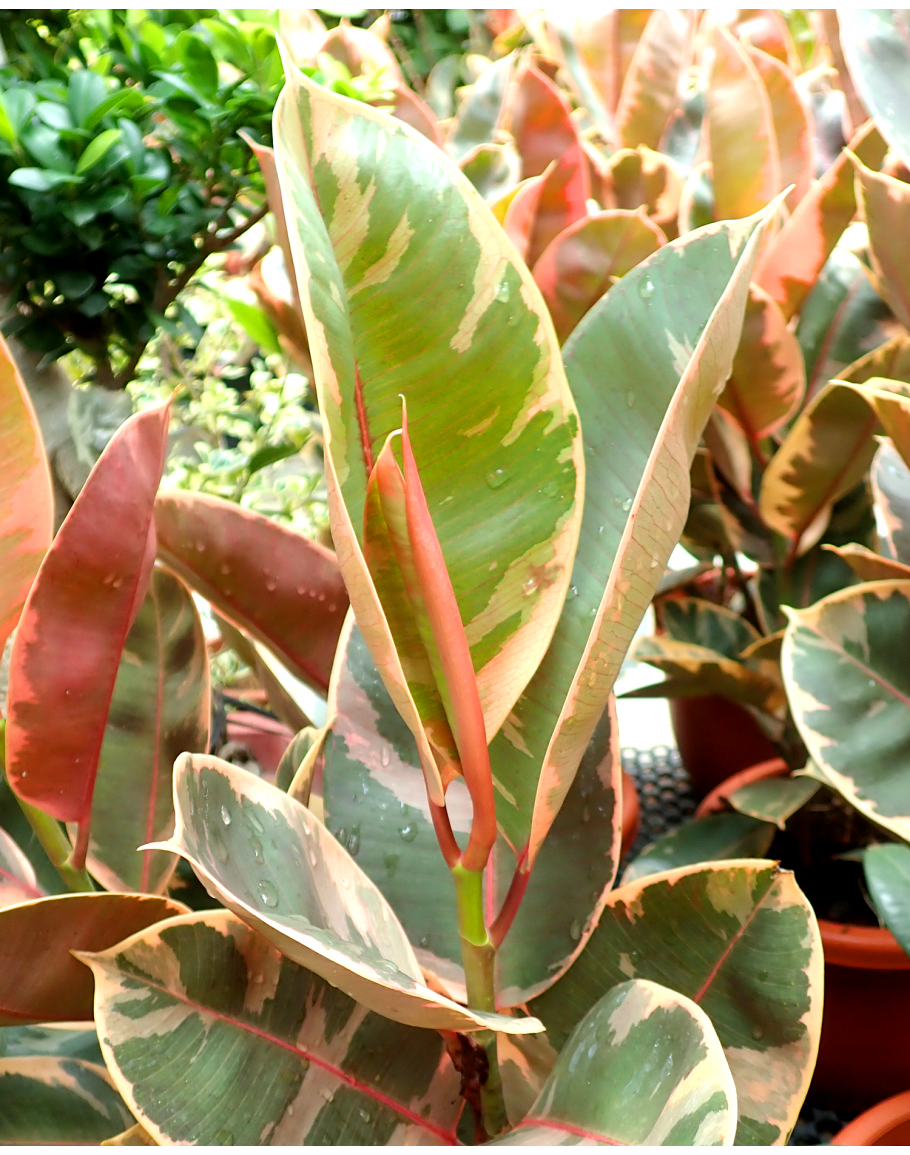 Ficus Elastica Ruby - View 4 from www redcrocus com