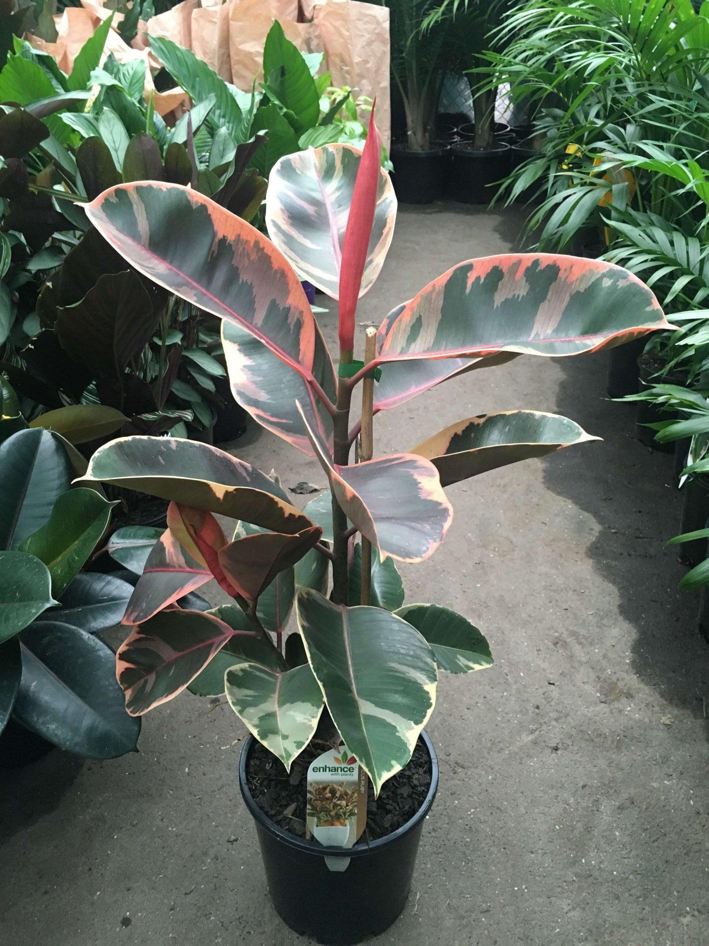 Ficus Elastica Ruby - View 5 from www redcrocus com