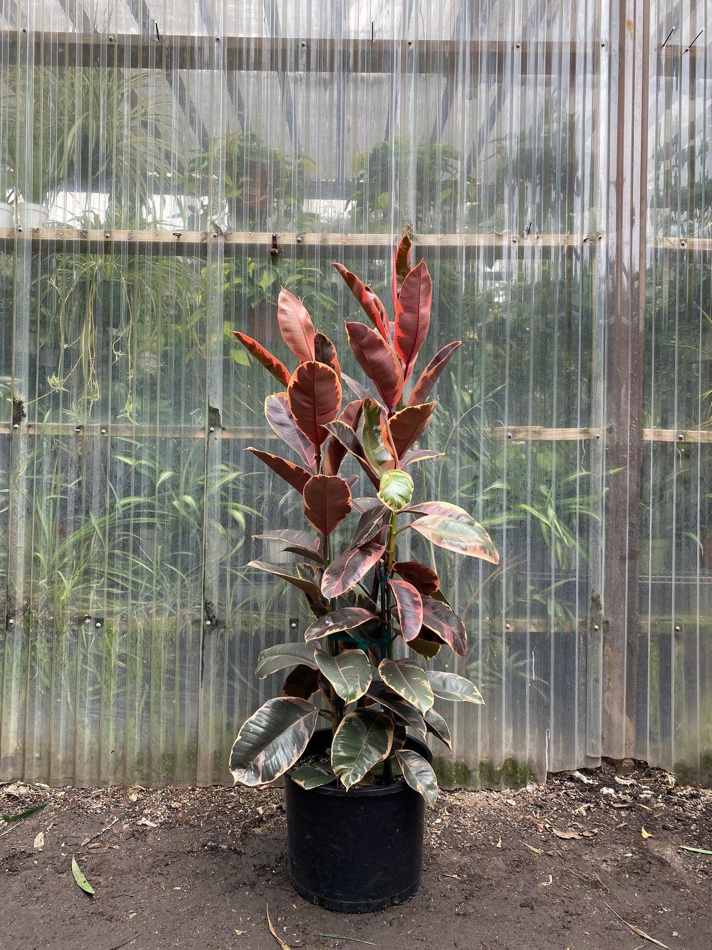 Ficus Elastica Ruby - View 6 from www redcrocus com