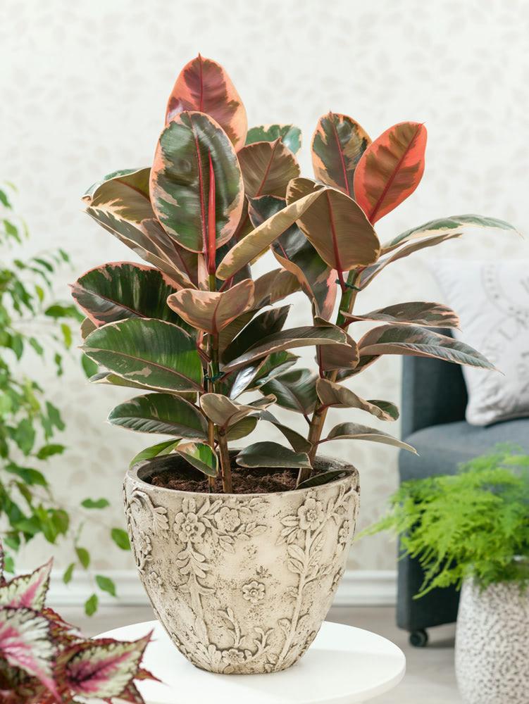 Ficus Elastica Ruby - View 7 from www redcrocus com
