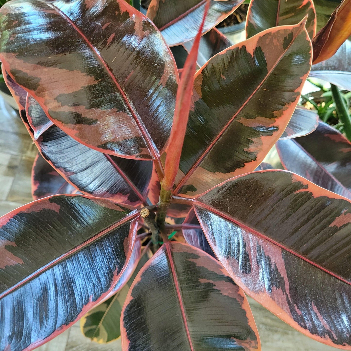 Ficus Elastica Ruby - View 8 from www redcrocus com