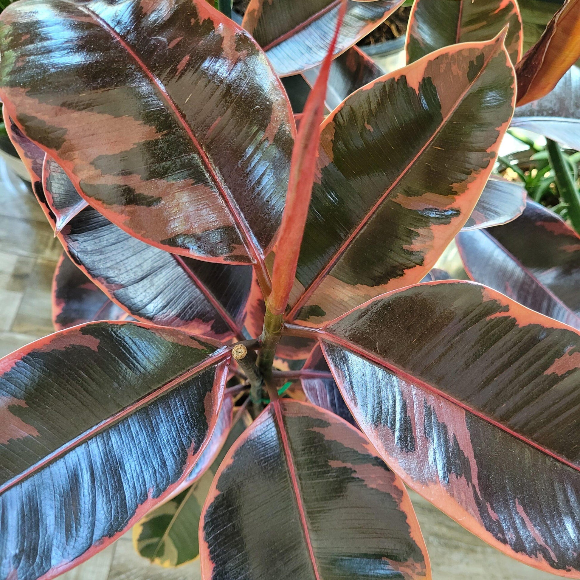 Ficus Elastica Ruby - View 8 from www redcrocus com