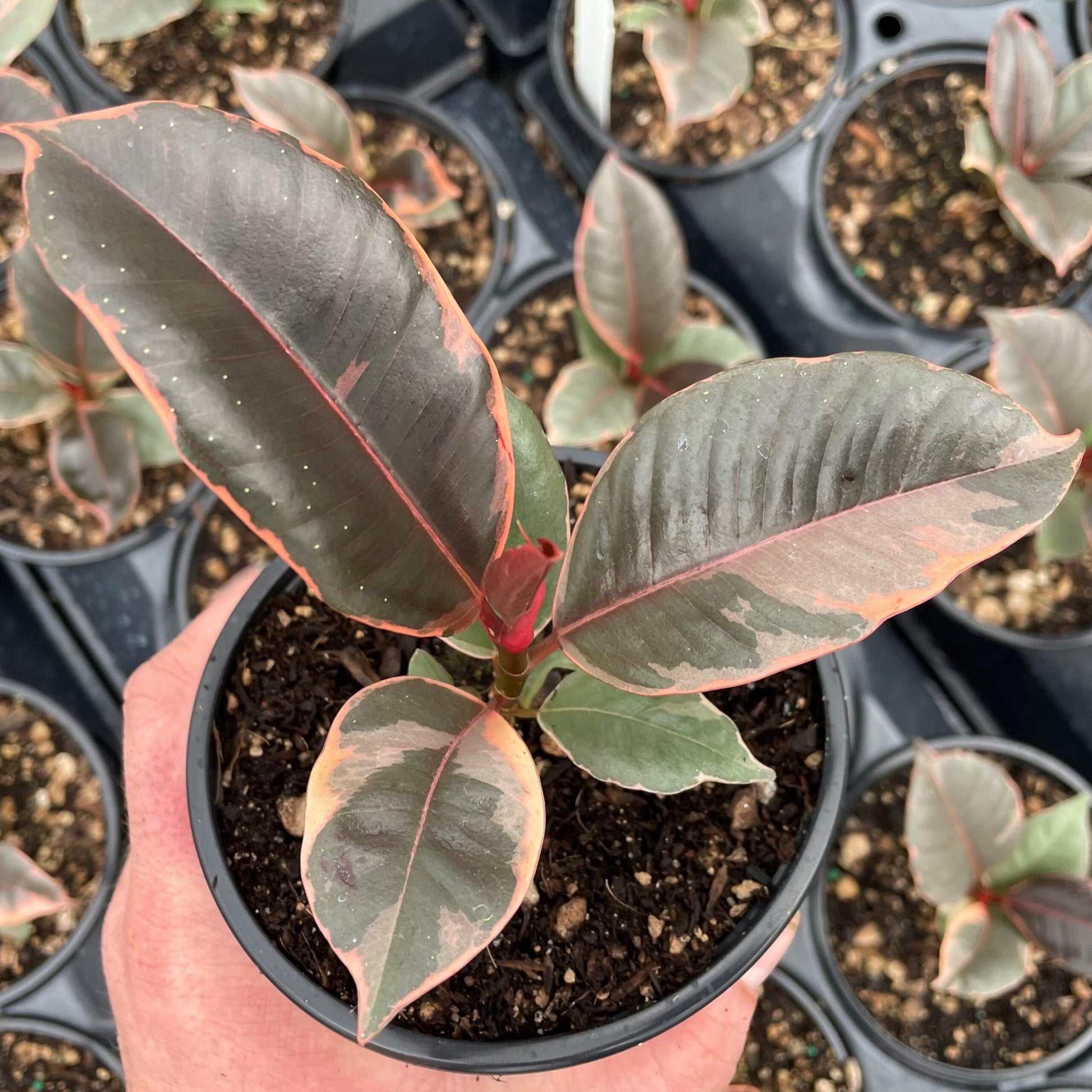 Ficus Elastica Ruby - View 9 from www redcrocus com