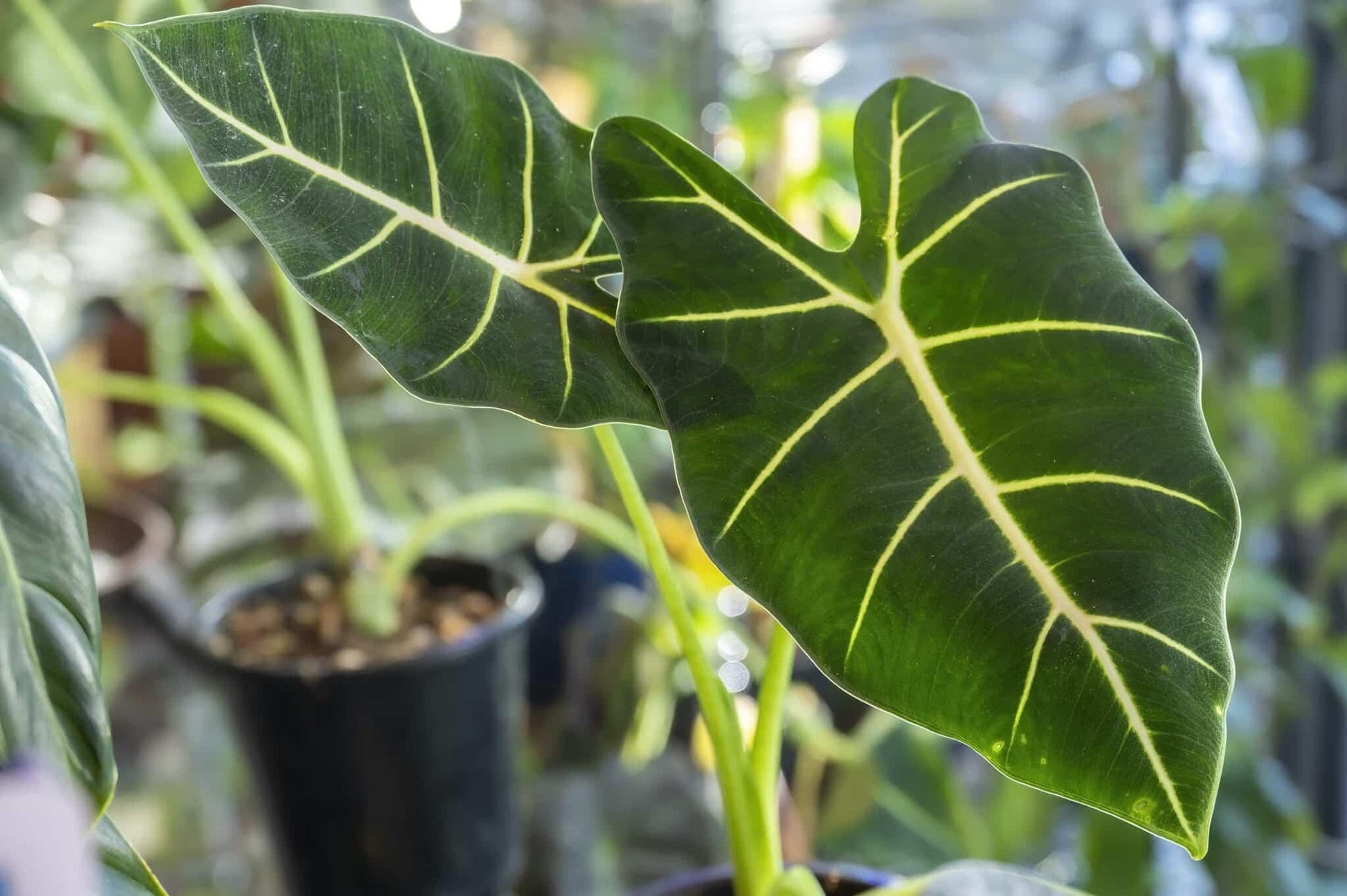 Alocasia Frydek - View 13 from www redcrocus com