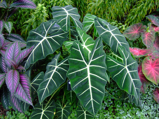 Alocasia Frydek - View 1 from www redcrocus com