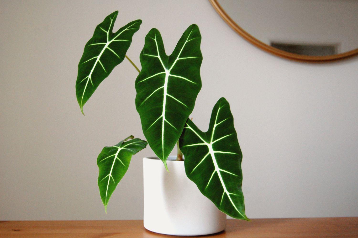 Alocasia Frydek - View 3 from www redcrocus com