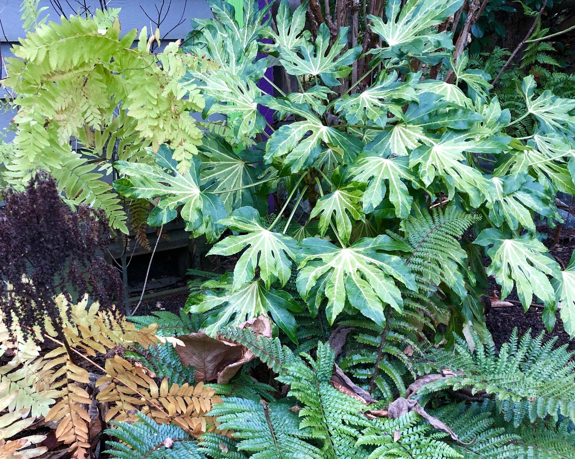 Fatsia, Assorted - View 10 from www redcrocus com