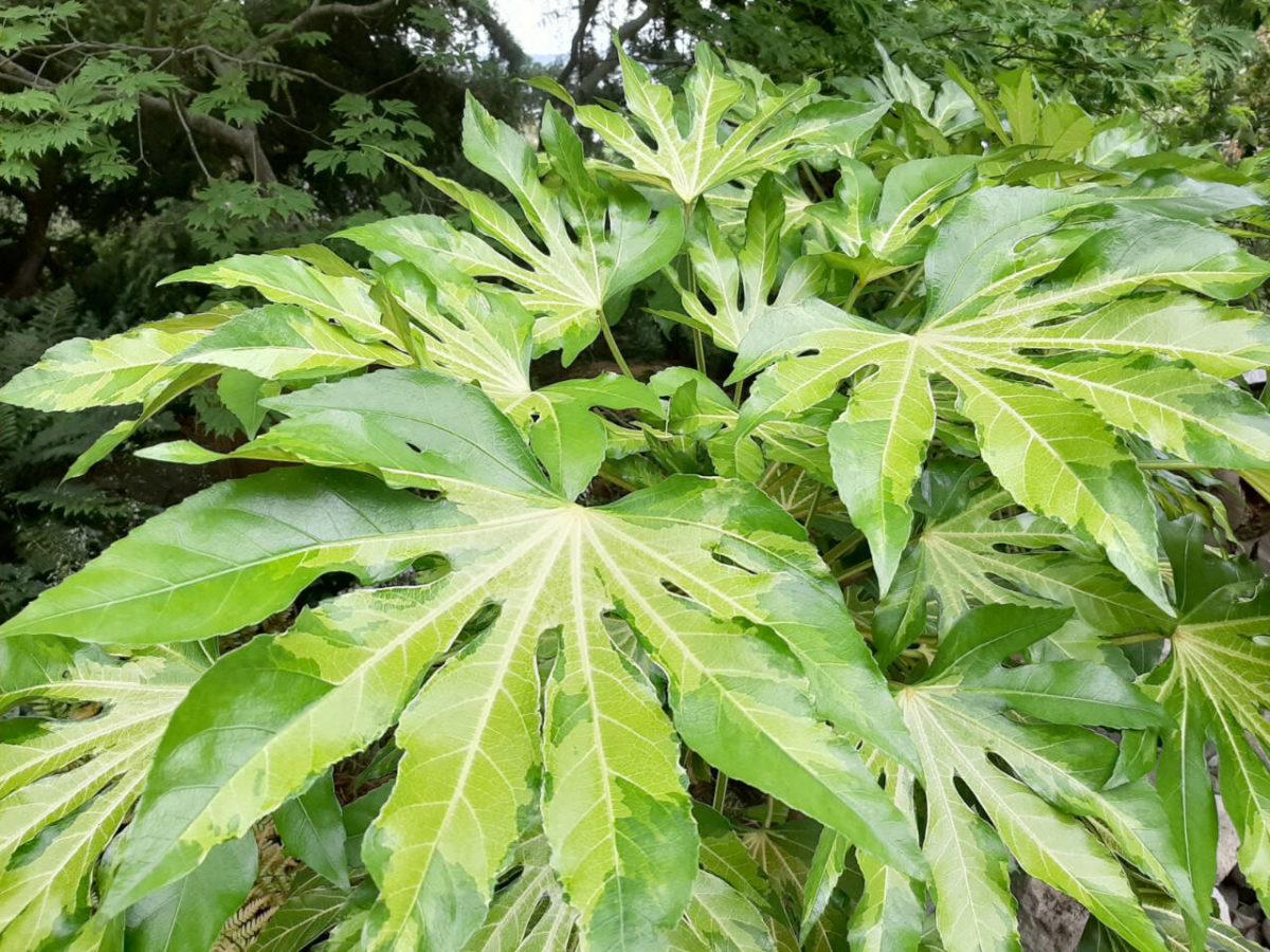 Fatsia, Assorted - View 16 from www redcrocus com