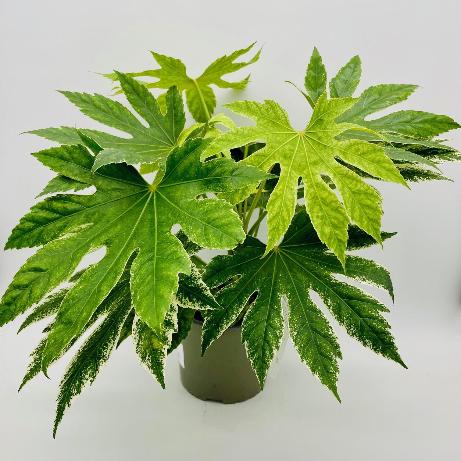 Fatsia, Assorted - View 5 from www redcrocus com