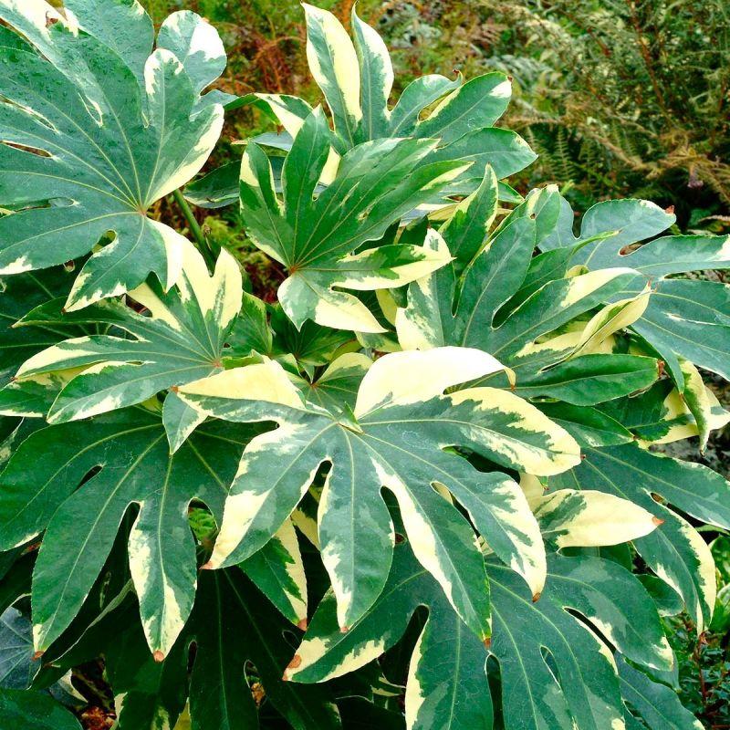 Fatsia, Assorted - View 6 from www redcrocus com