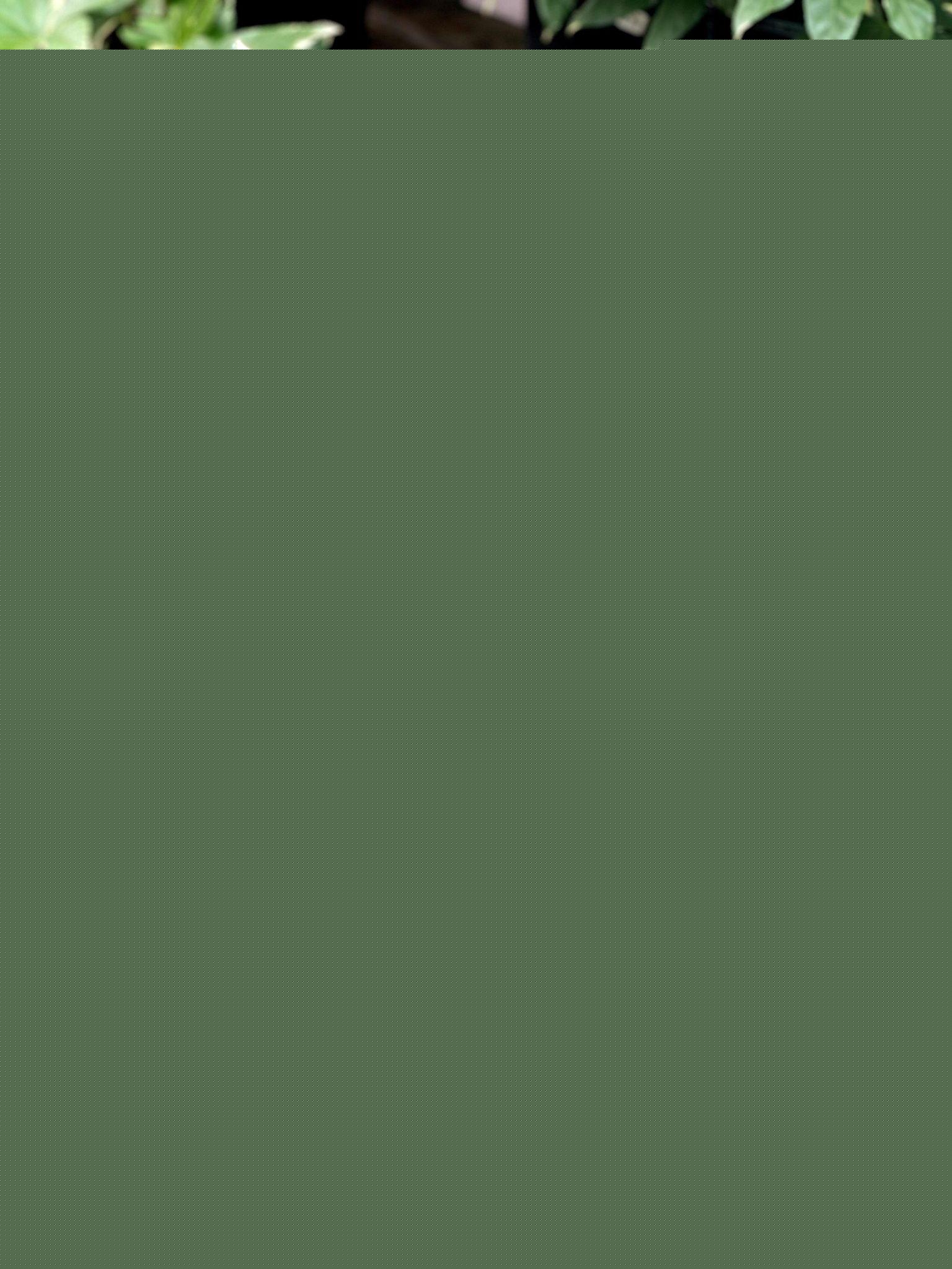 Fatsia, Assorted - View 8 from www redcrocus com