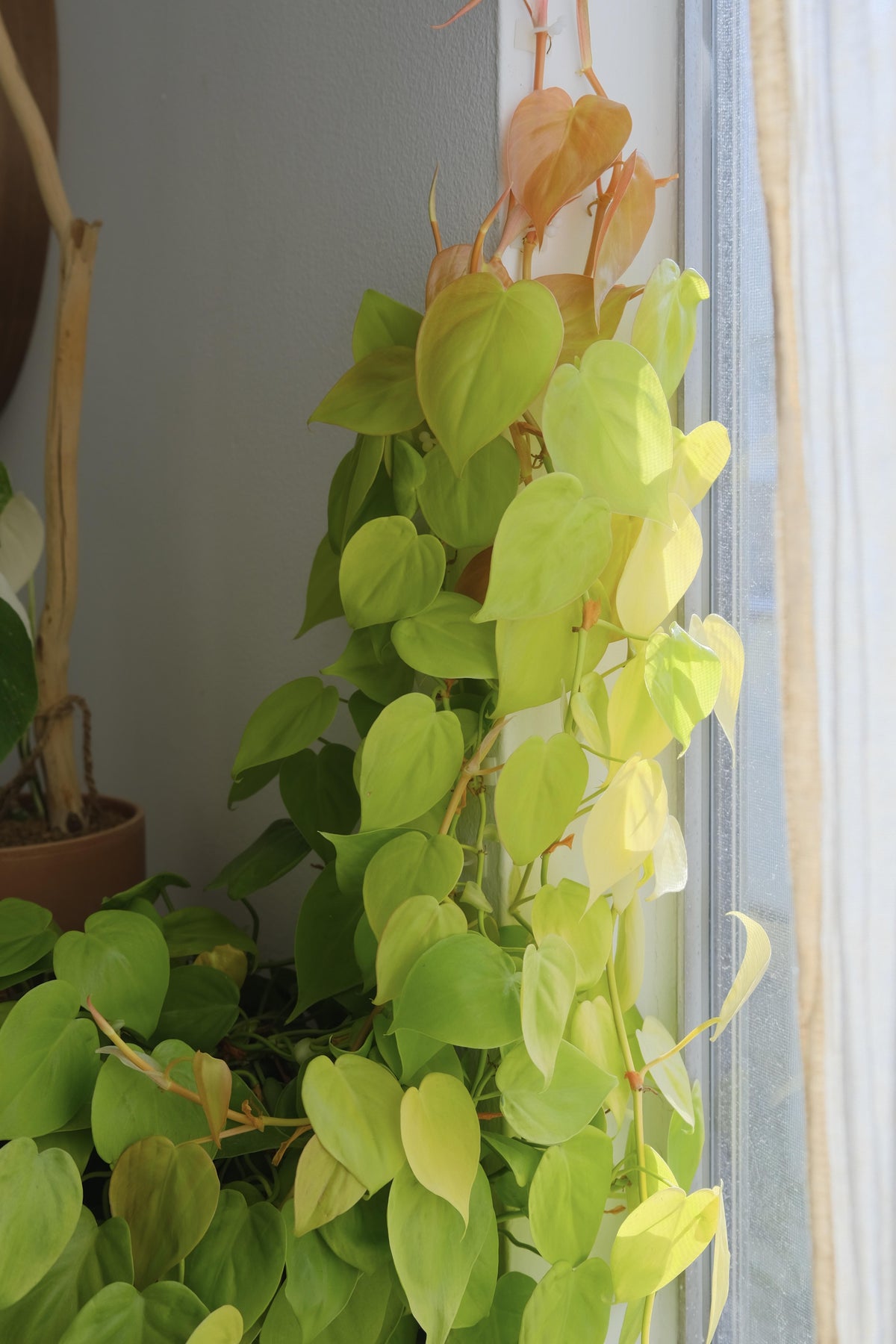 Philodendron 'lemon Lime' - View 10 from www redcrocus com