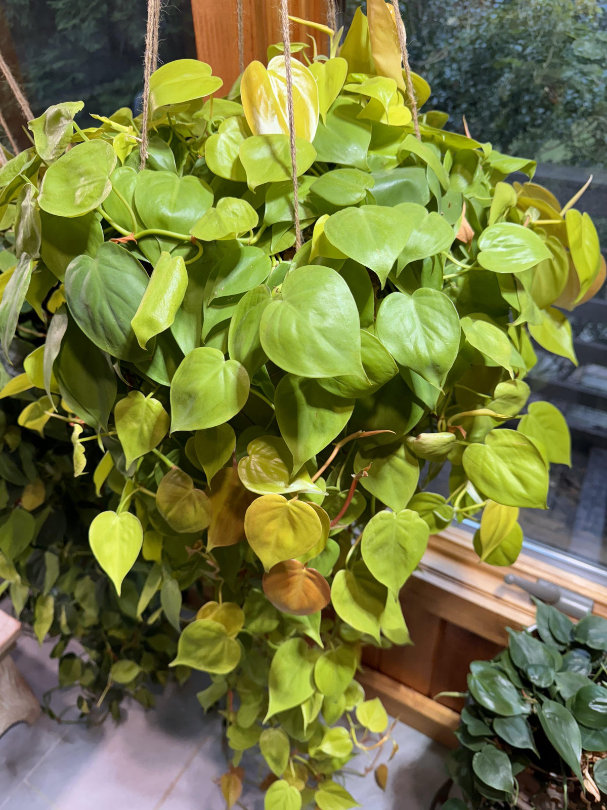 Philodendron 'lemon Lime' - View 11 from www redcrocus com