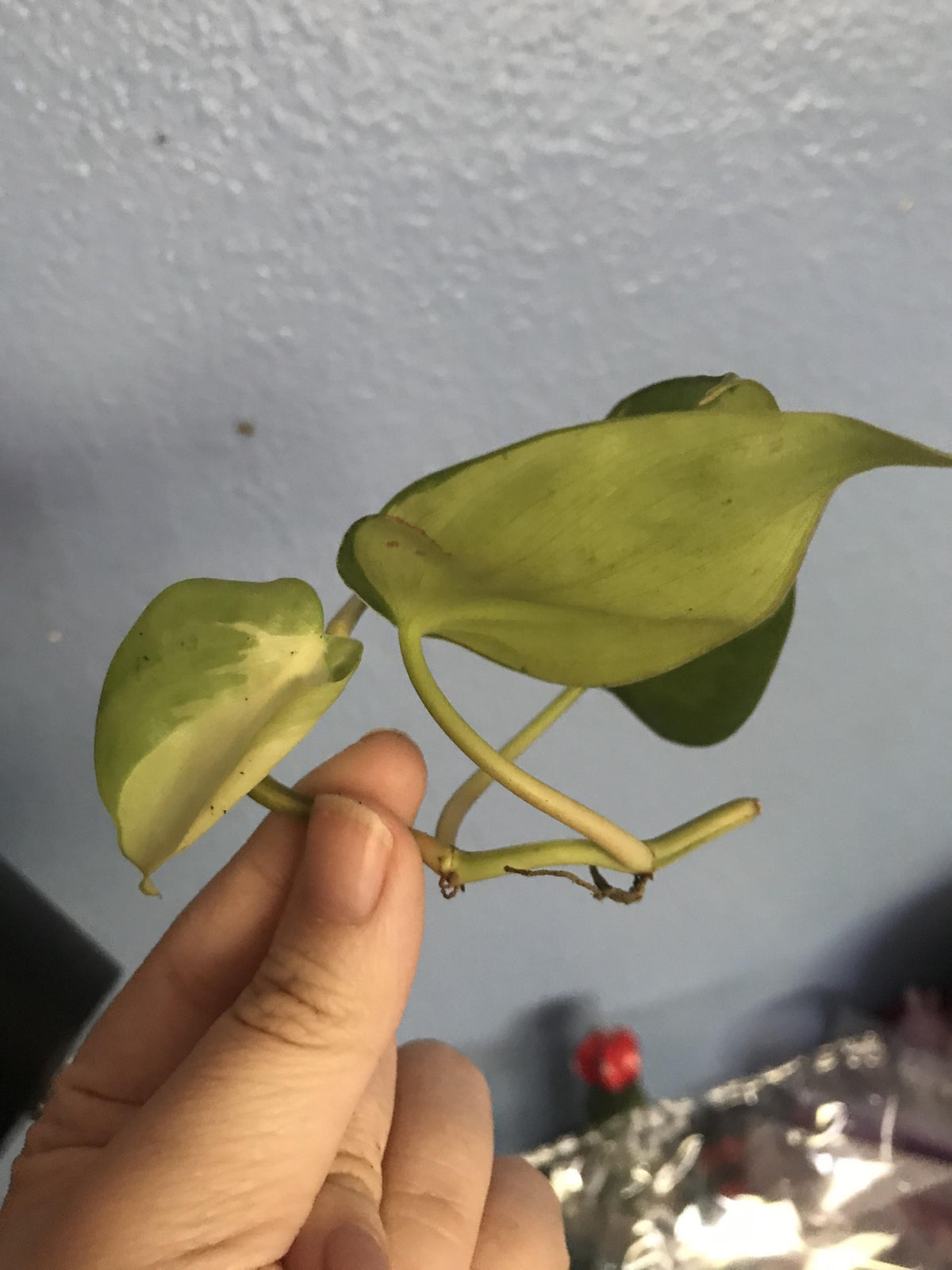 Philodendron 'lemon Lime' - View 12 from www redcrocus com