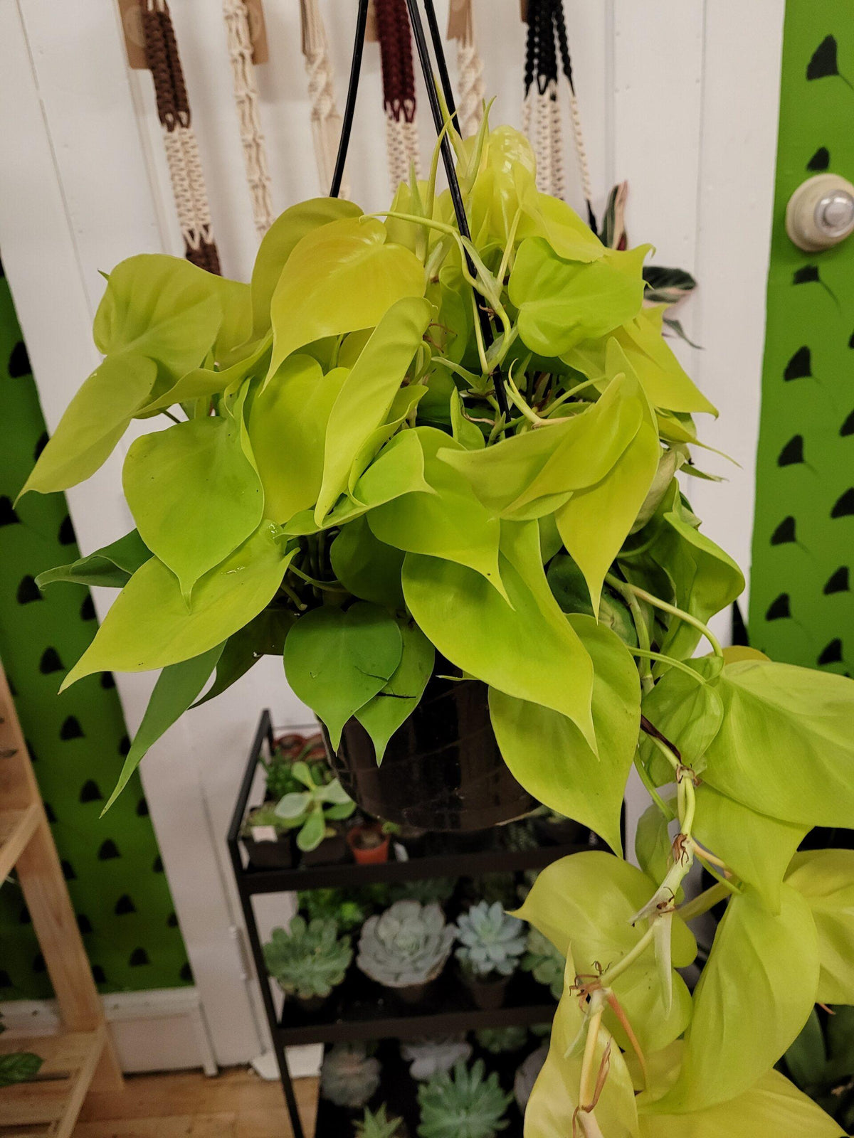 Philodendron 'lemon Lime' - View 13 from www redcrocus com