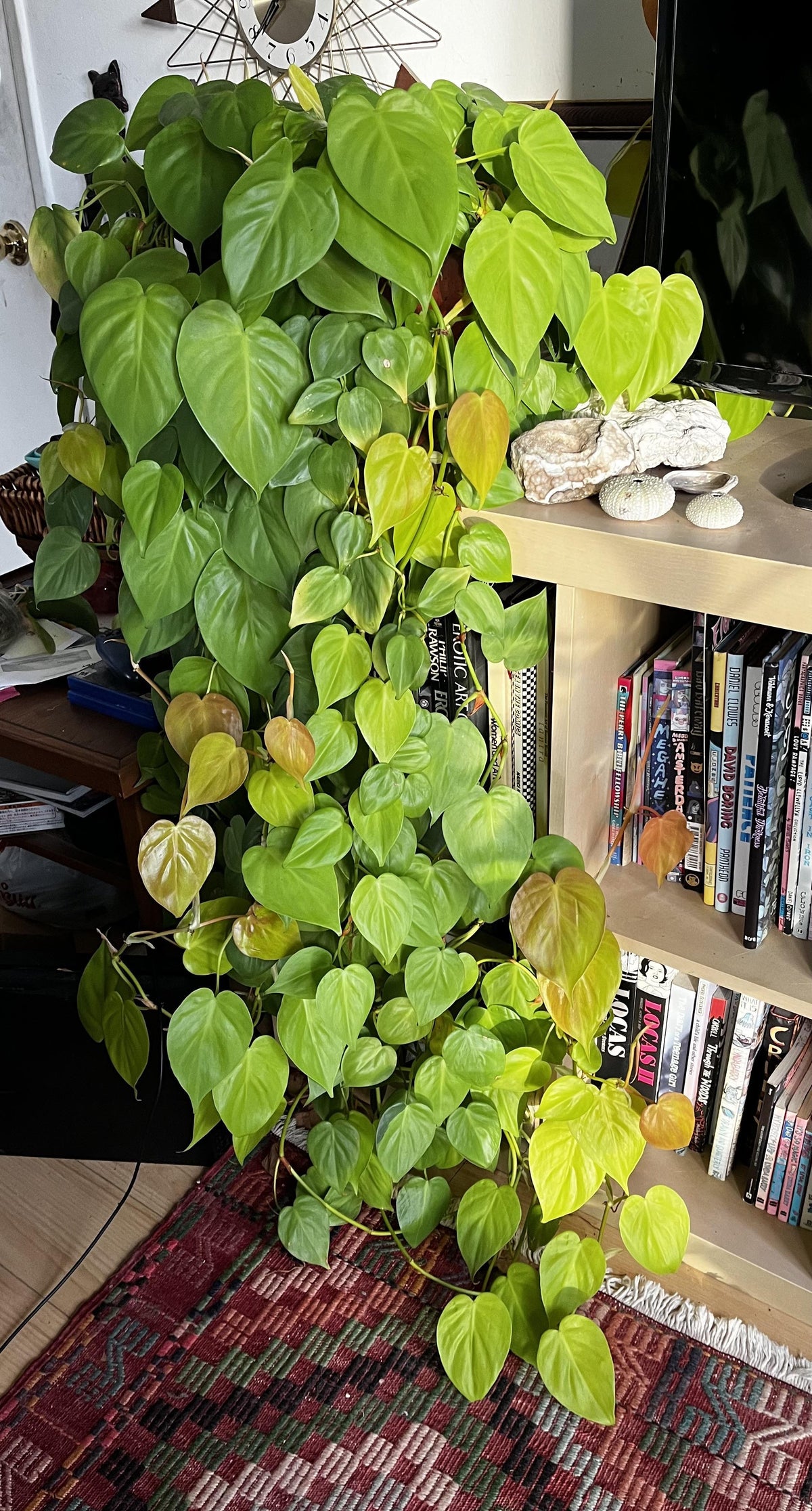 Philodendron 'lemon Lime' - View 14 from www redcrocus com
